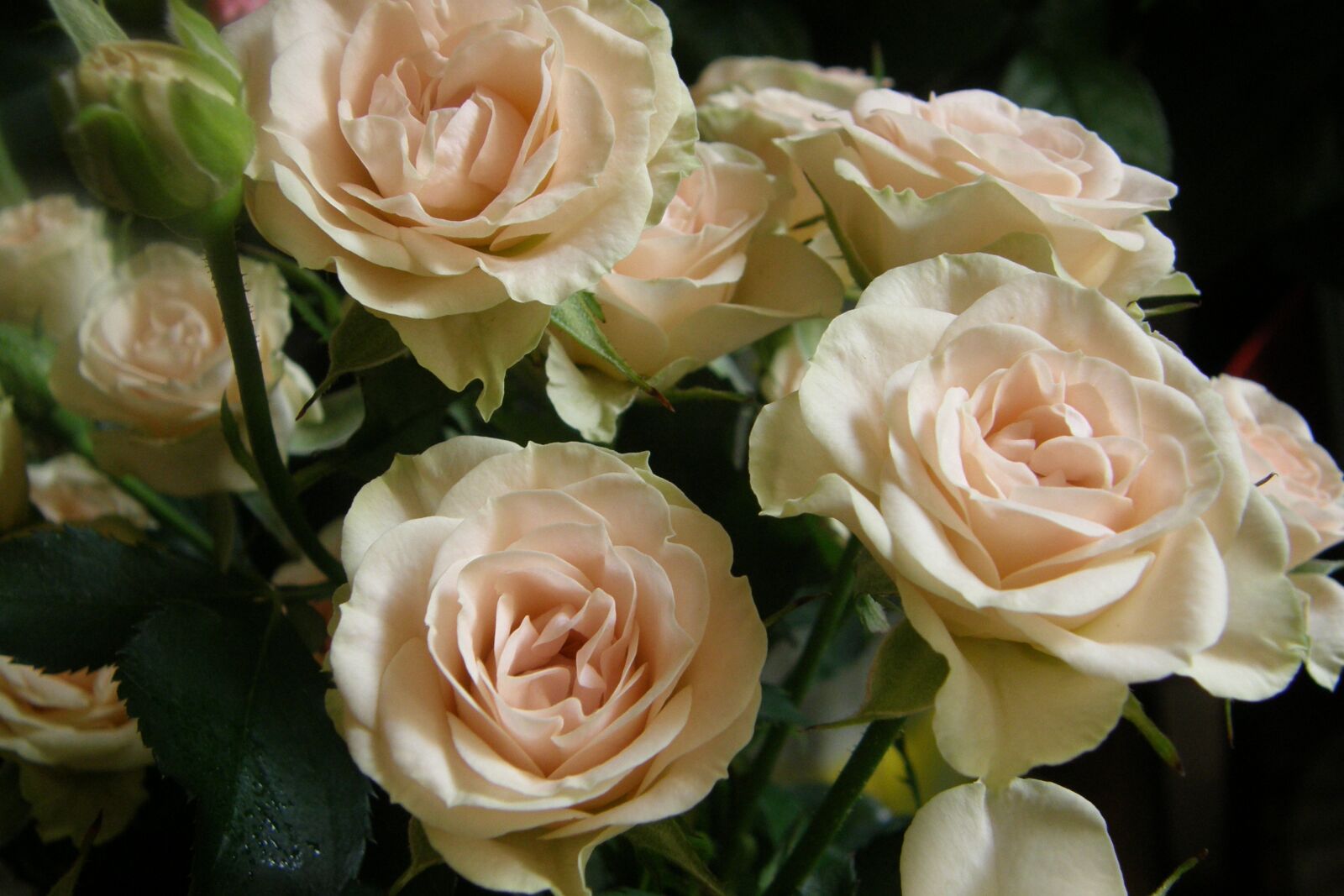 Olympus SP550UZ sample photo. Rose, roses, flower photography