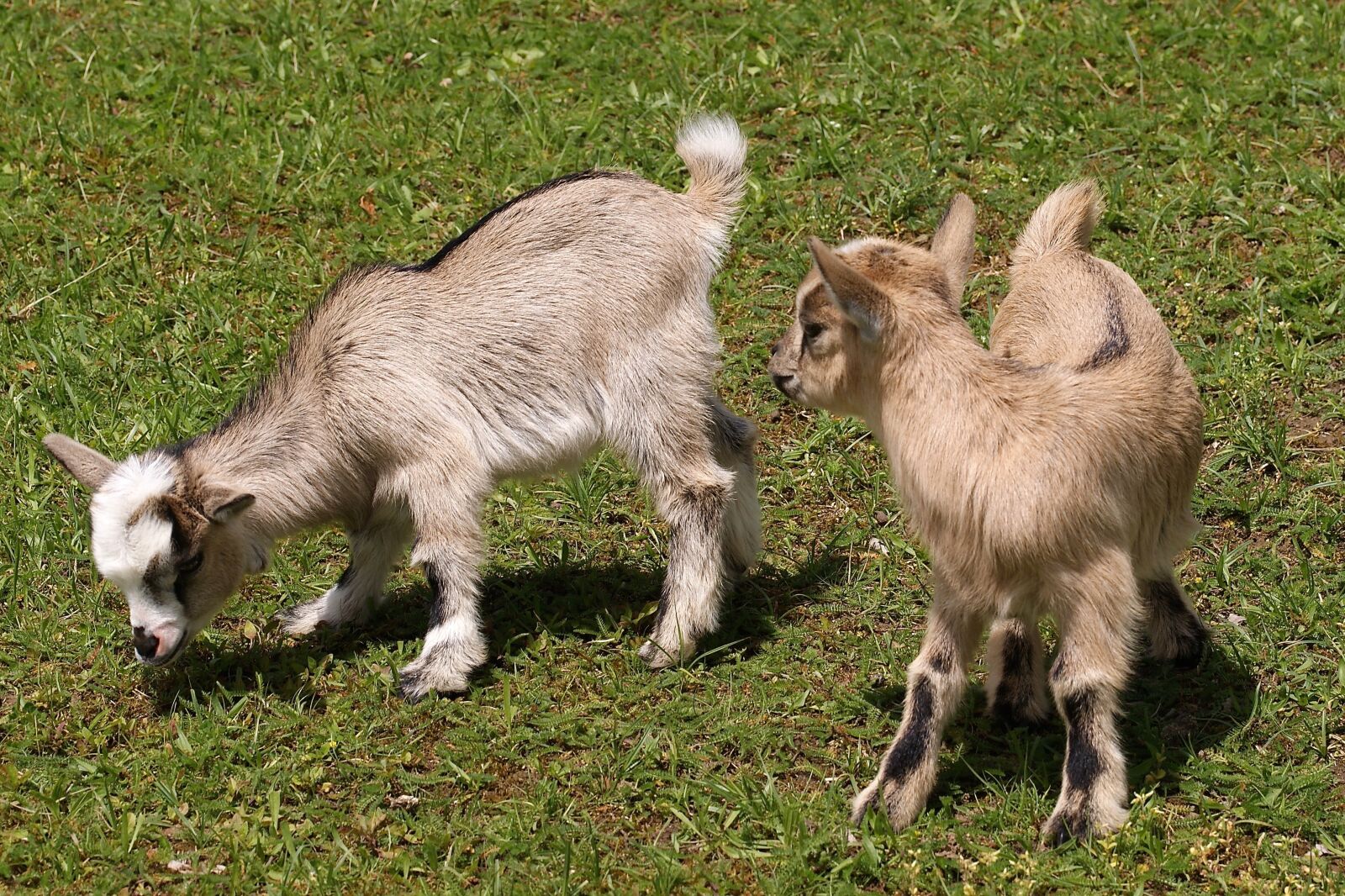 Sony Alpha DSLR-A350 sample photo. Kid, young animals, goat photography