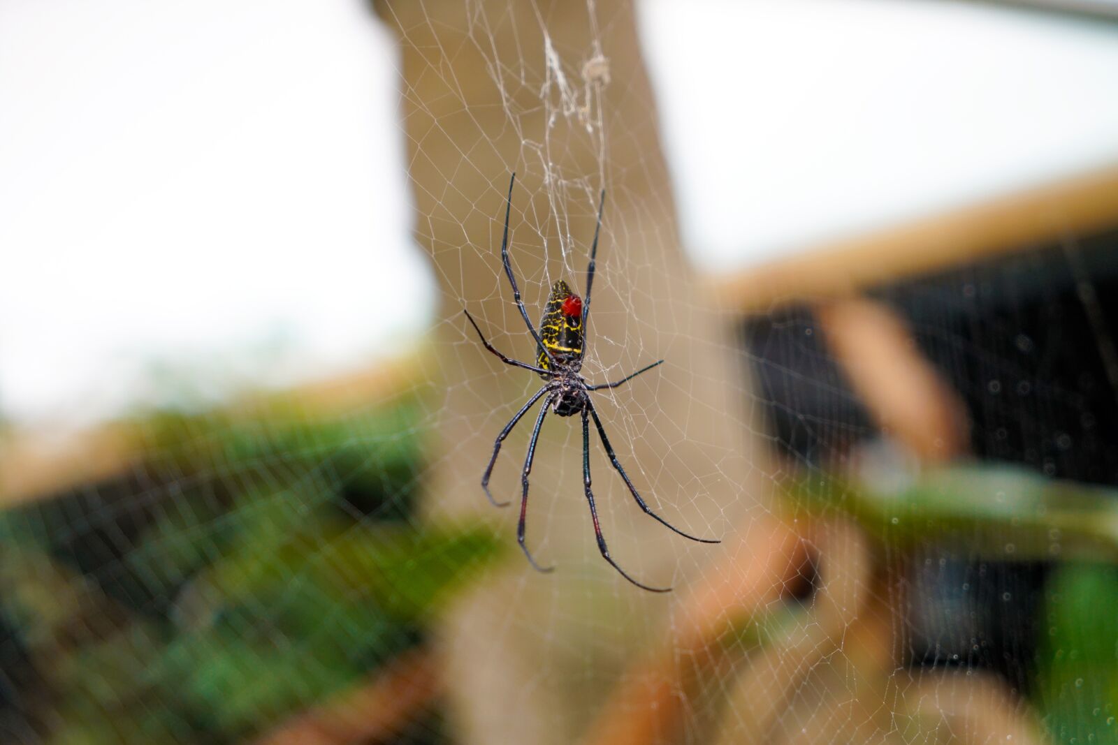 Sony Vario Tessar T* FE 24-70mm F4 ZA OSS sample photo. Spider, orb spider, animal photography