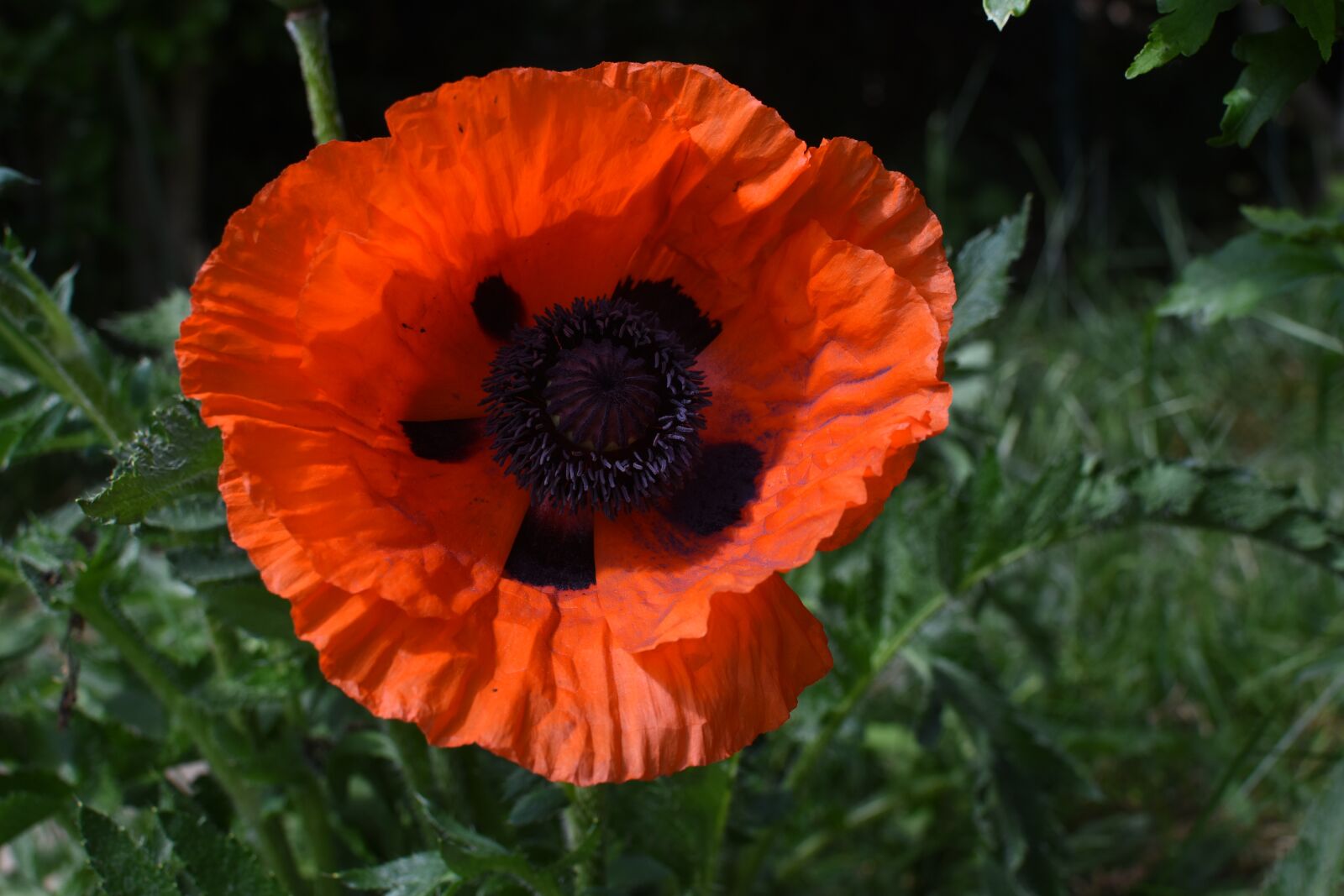 Nikon D7200 sample photo. Poppy, red, flower photography