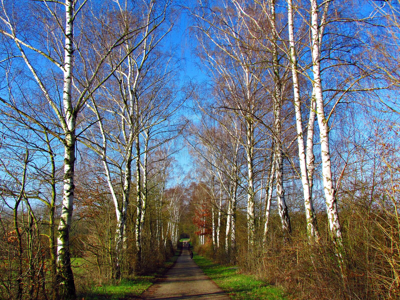 Canon PowerShot SX30 IS sample photo. Spring, the path, spacer photography