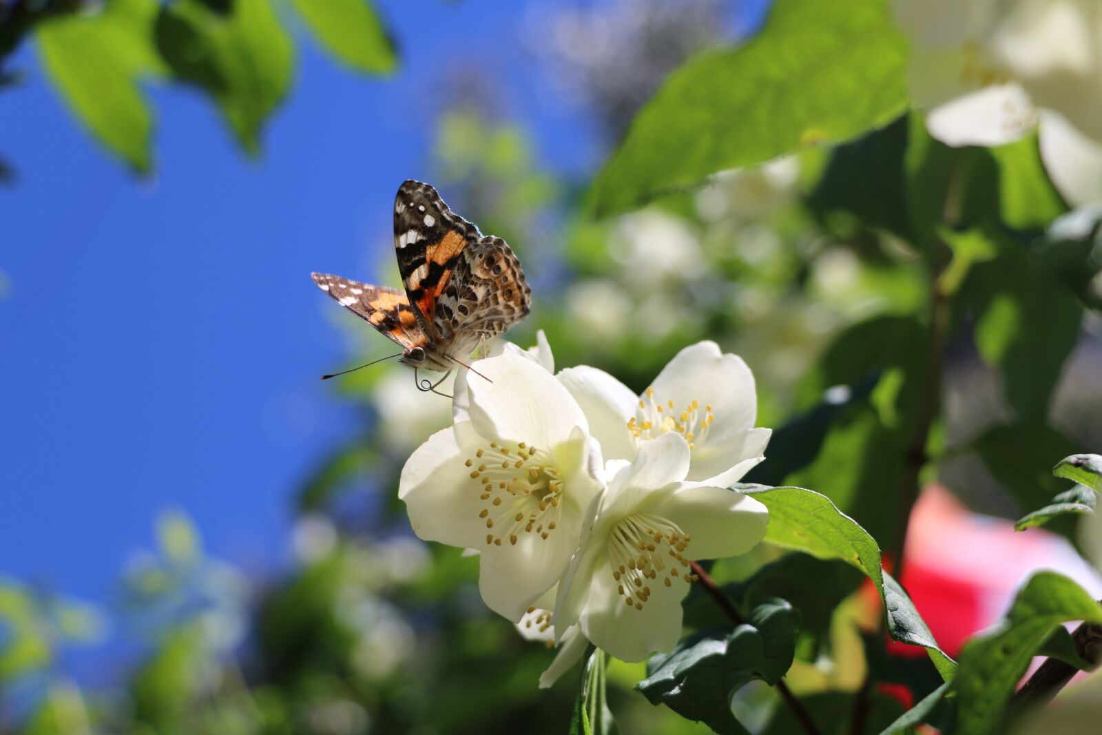Canon EOS 70D sample photo. Flower, butterfly, garden photography