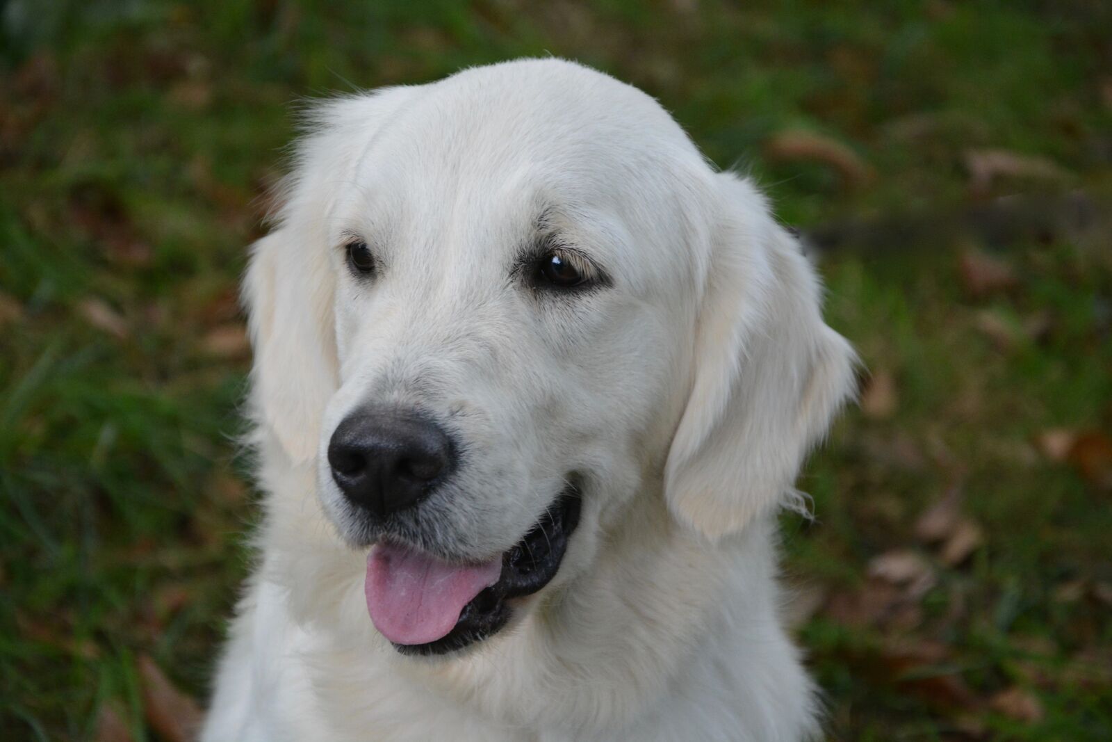 Nikon D5200 sample photo. Dog, dog golden retriever photography