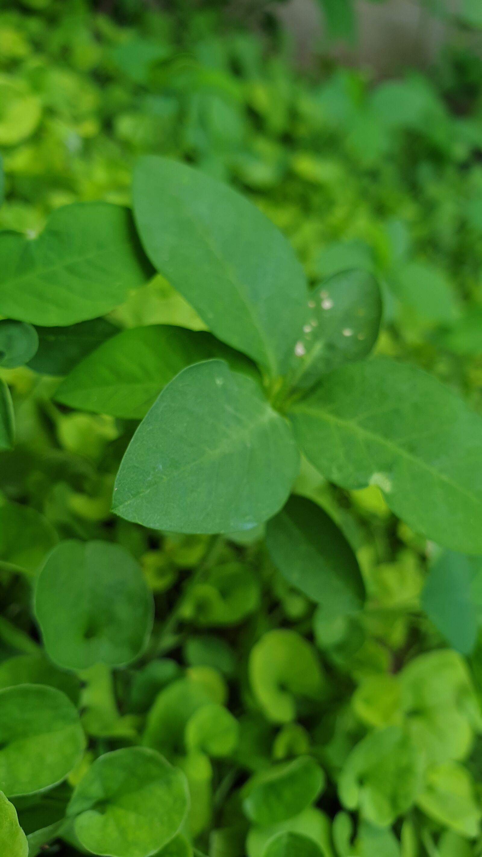 Samsung Galaxy Note9 sample photo. Green, flower, kurdistan photography