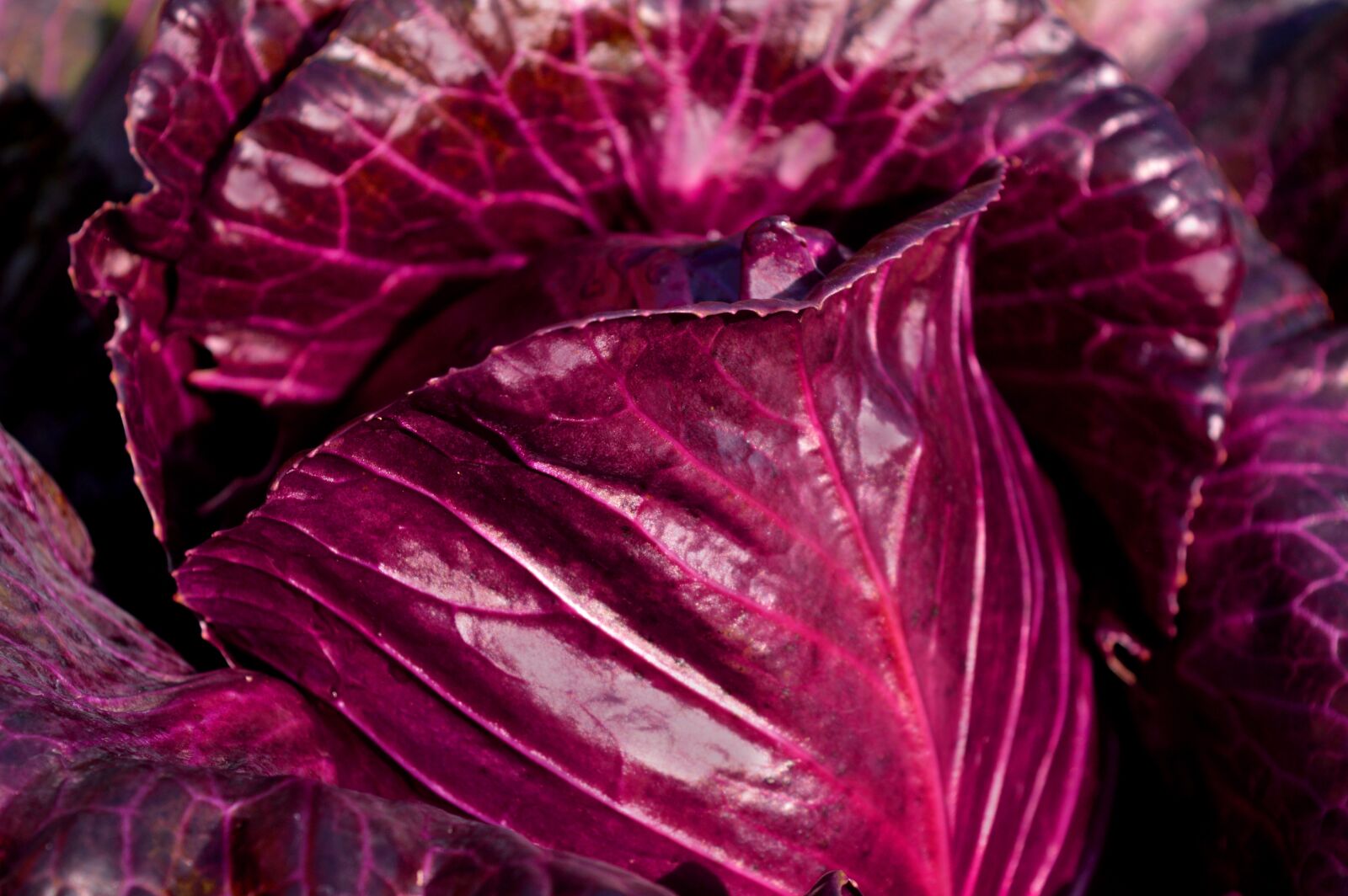 Nikon D3200 sample photo. Red cabbage, vegetables, kohl photography
