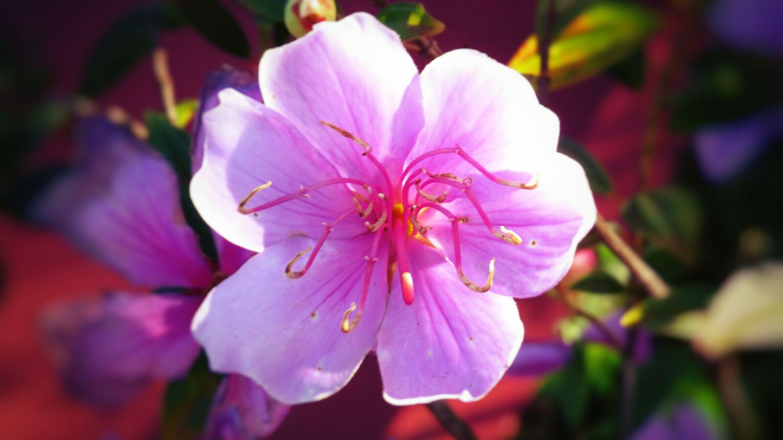 Canon PowerShot SX50 HS sample photo. Flower, rosa, pink flower photography