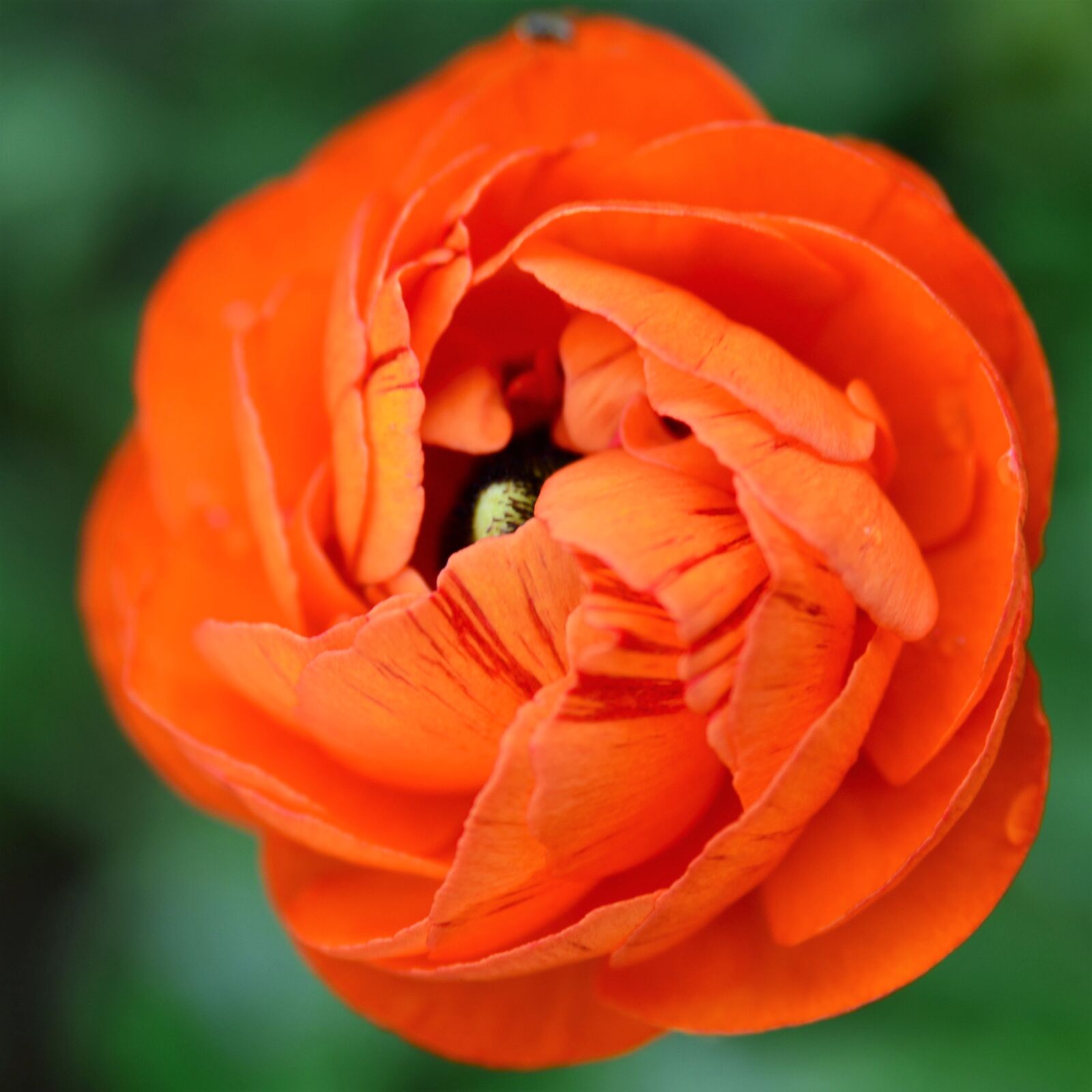 Nikon D7000 sample photo. Ranunculus, orange, blossom photography