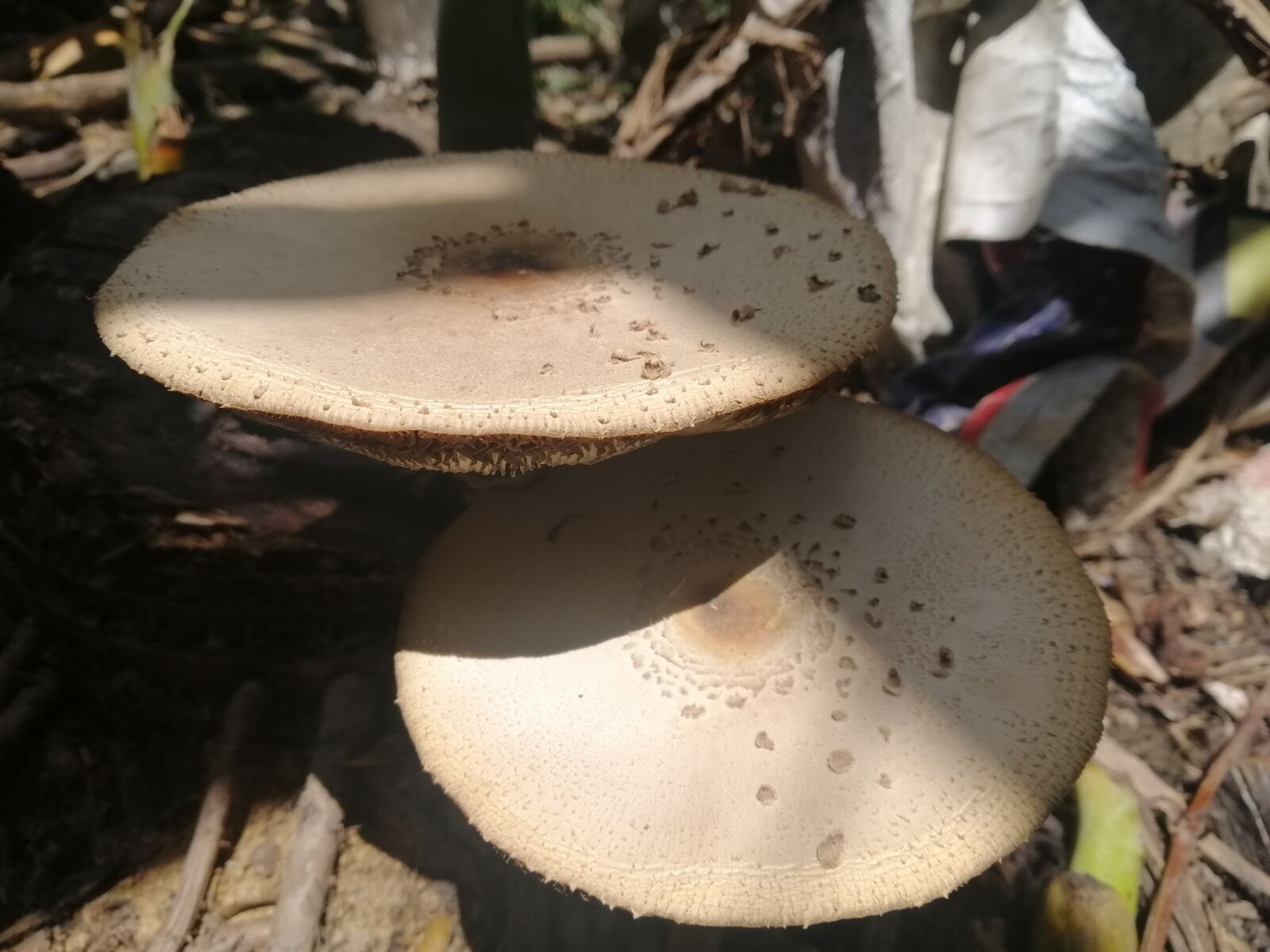 HUAWEI nova 3i sample photo. Mushrooms, fungus, nature photography