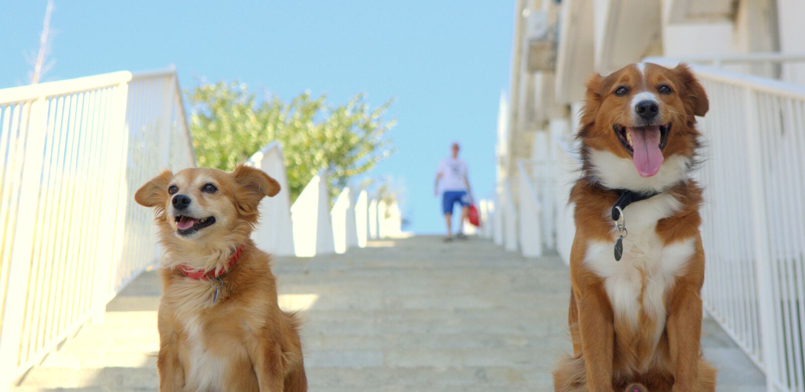 Nikon D7100 sample photo. Dog dogs, animals, pets photography