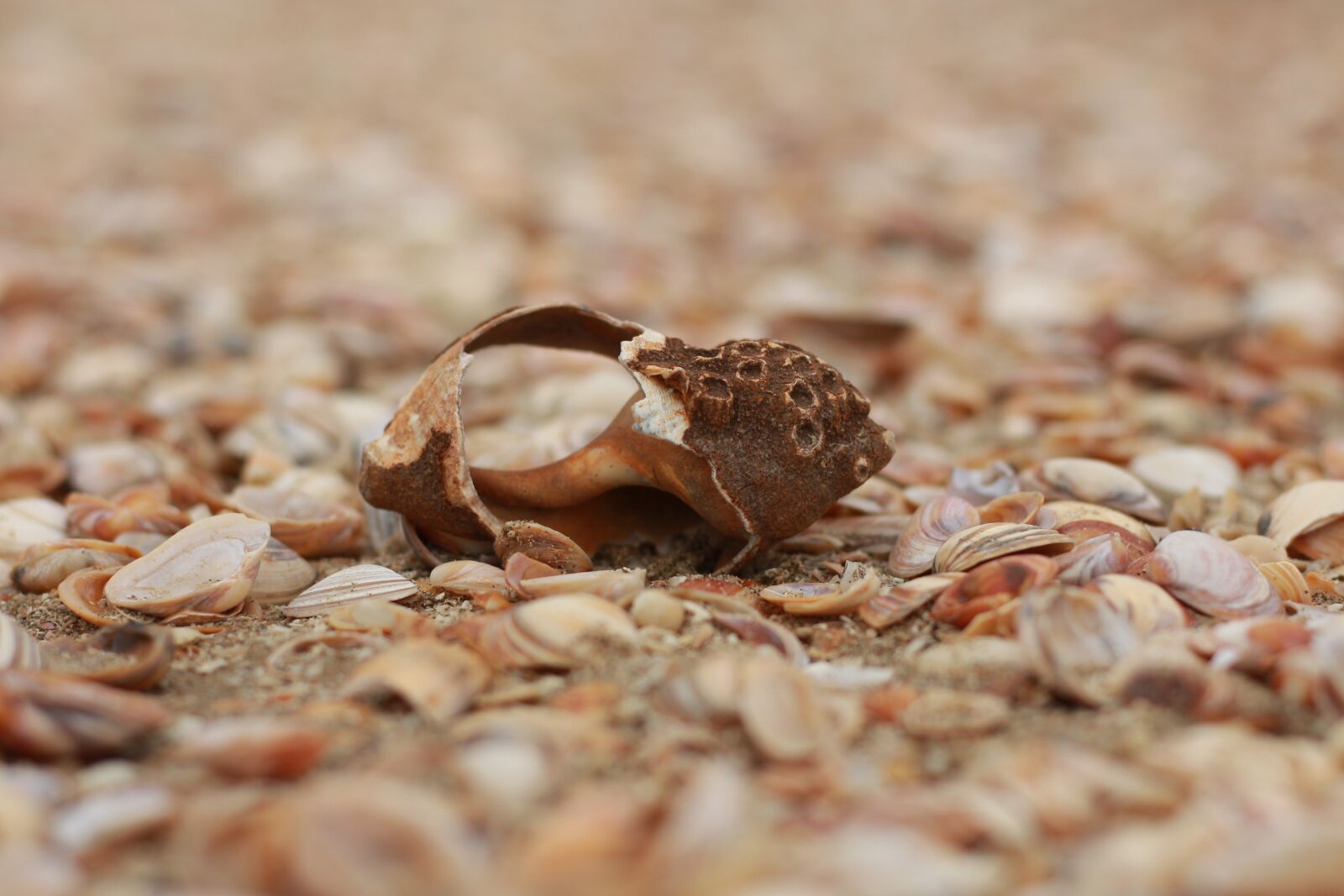 Canon EOS 700D (EOS Rebel T5i / EOS Kiss X7i) + Canon EF 50mm F1.8 STM sample photo. Shell, beach, seashell photography