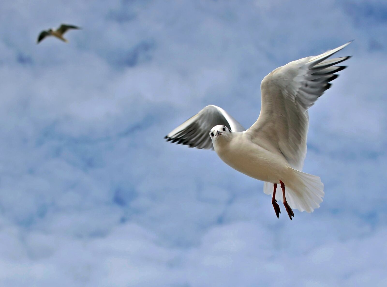 Nikon D5100 sample photo. Sky, bird, flight photography