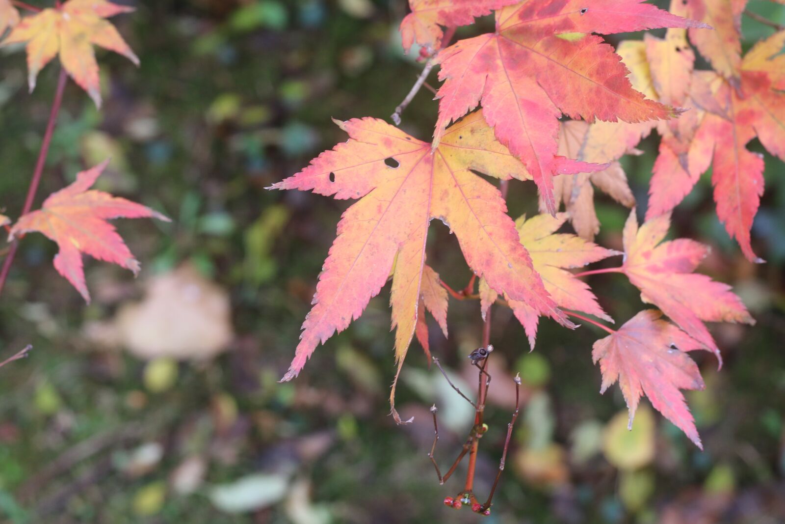 Canon EOS 70D + Canon EF 50mm F1.8 STM sample photo. Acer palmatum, fall, leaves photography