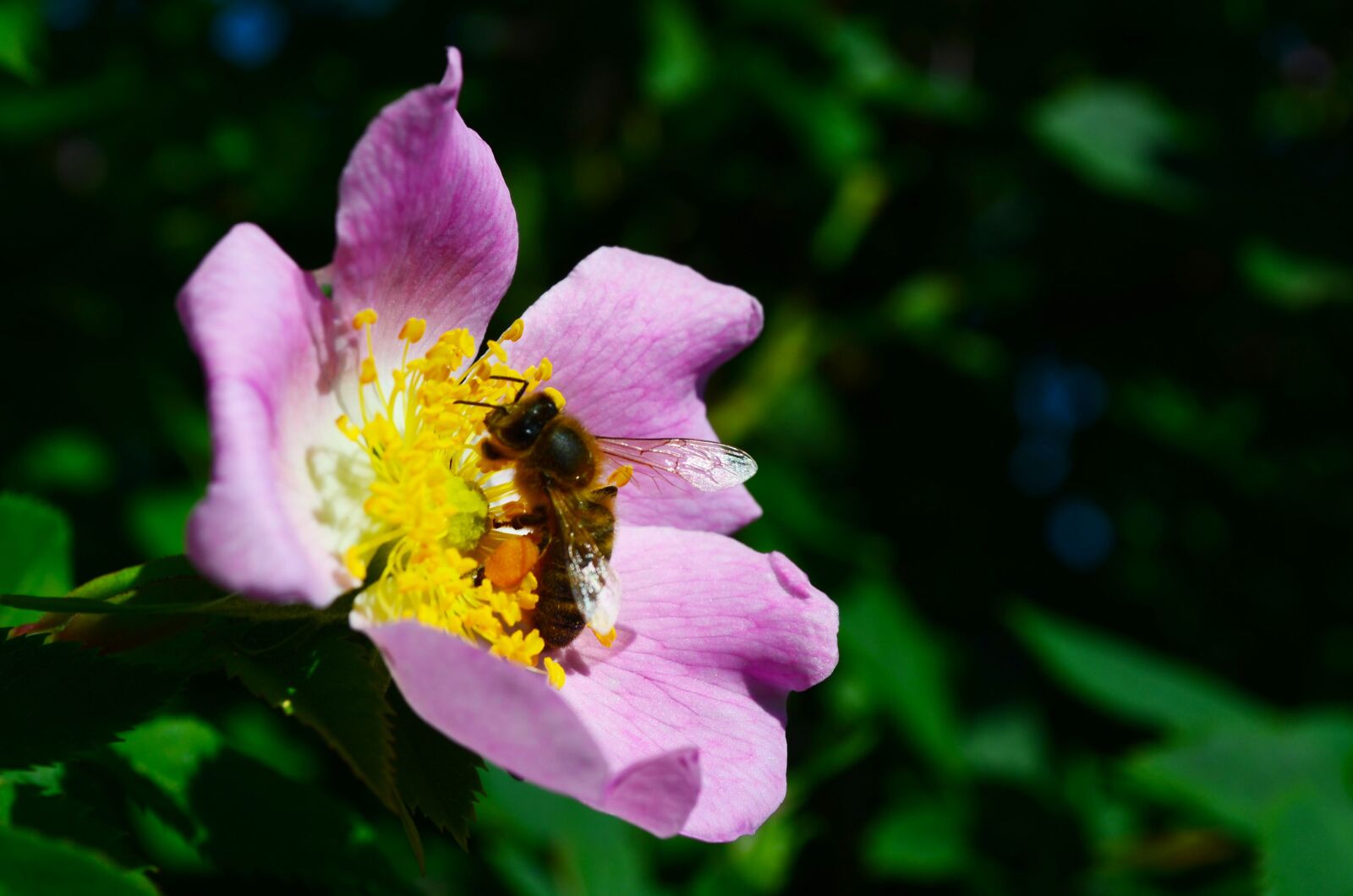 Nikon D5100 sample photo. Bee, flower, rose hip photography