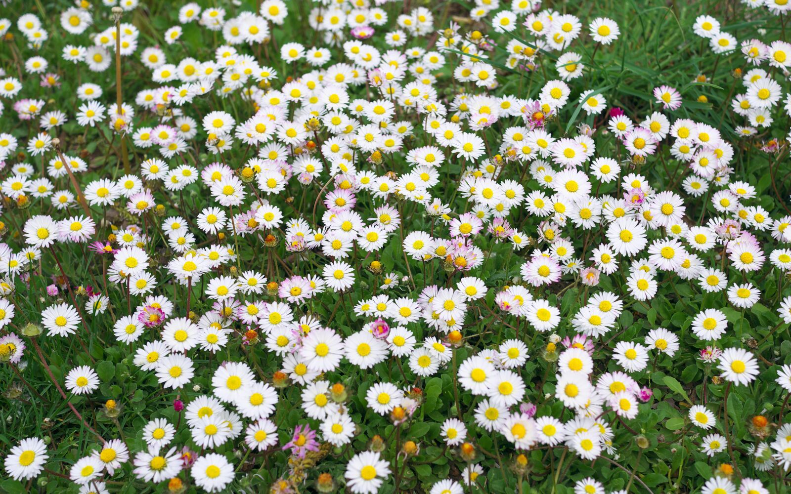 Panasonic Lumix DMC-GX7 sample photo. Nature, flowers, spring photography