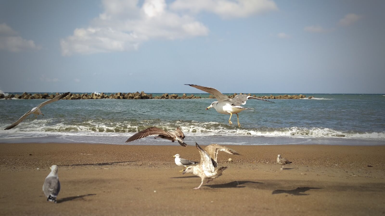 HTC HTV31 sample photo. Beach, sea, sea gull photography
