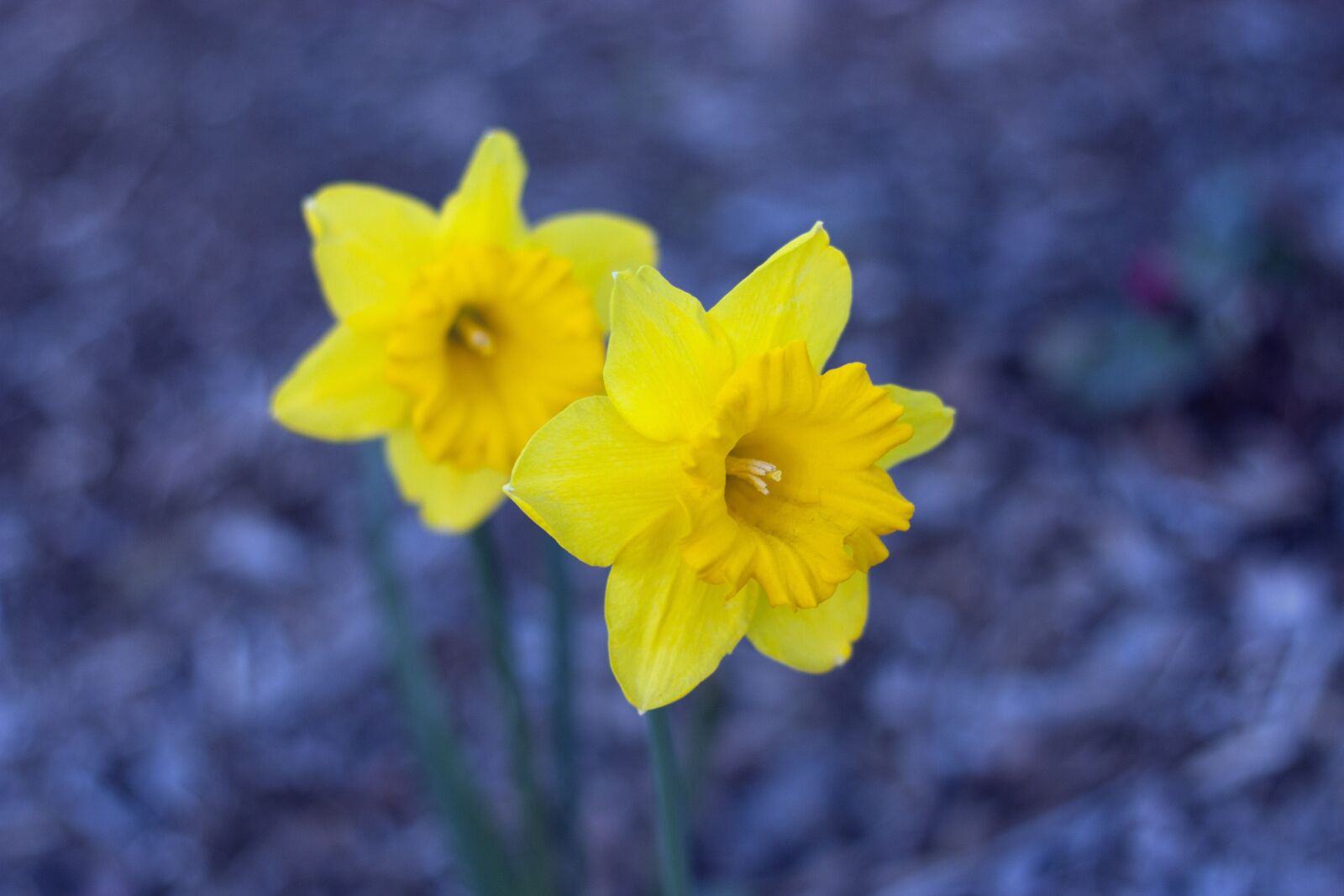 Canon EOS 450D (EOS Rebel XSi / EOS Kiss X2) + Canon EF 50mm F1.8 II sample photo. Daffodils, spring, flower photography