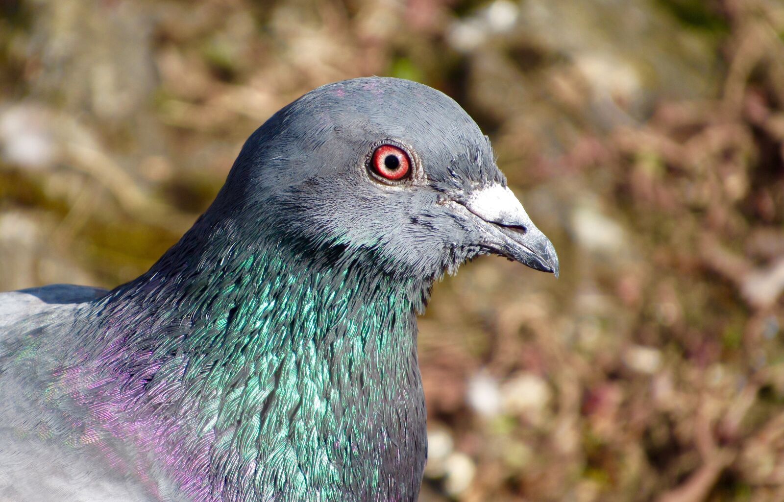 Canon PowerShot SX520 HS sample photo. Bird, closeup, beak photography