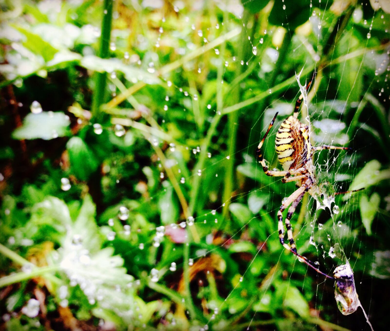 iPhone 5 back camera 4.12mm f/2.4 sample photo. Dewdrops, spider photography