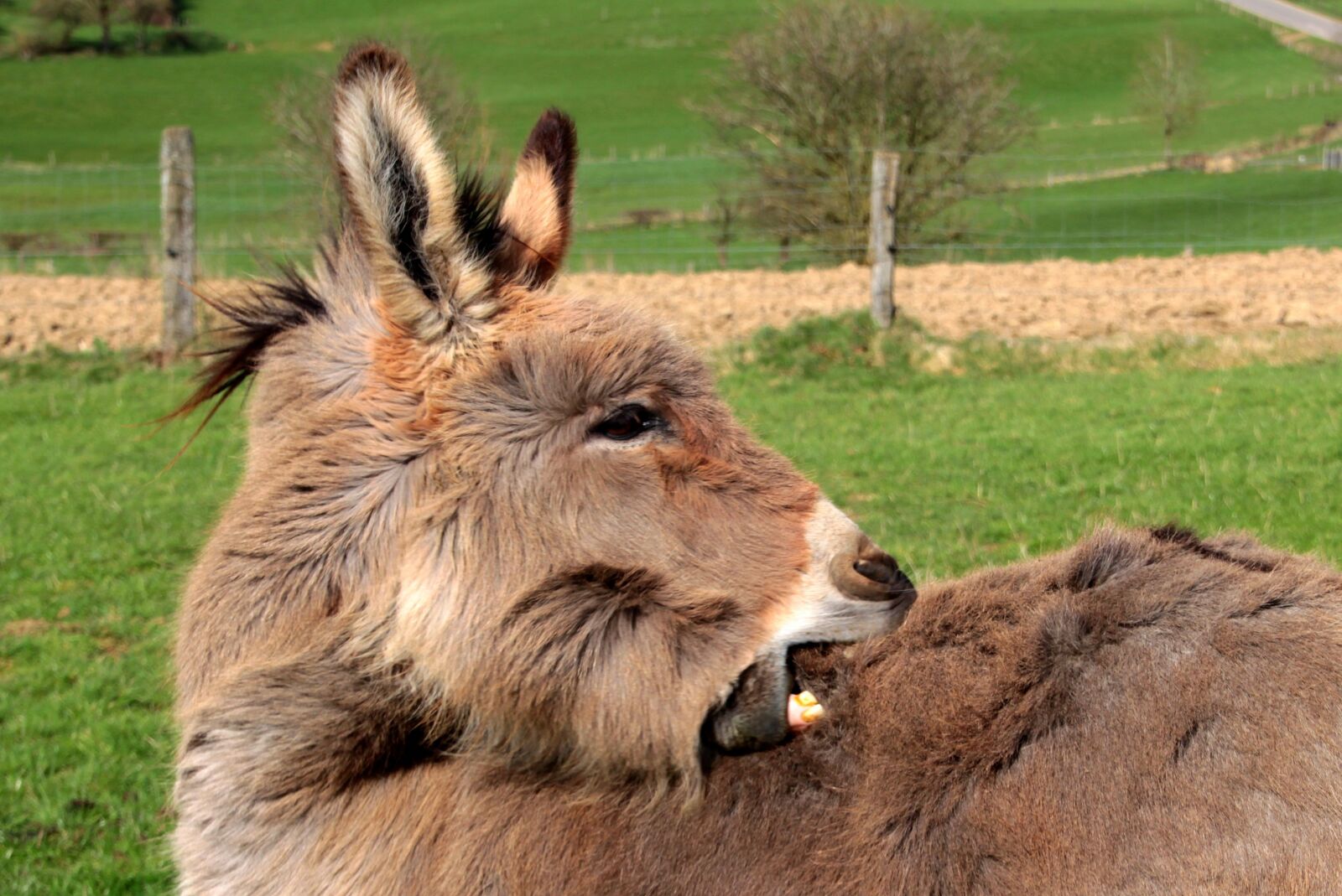 Canon EOS 650D (EOS Rebel T4i / EOS Kiss X6i) sample photo. Donkey, domestic donkey, equus photography