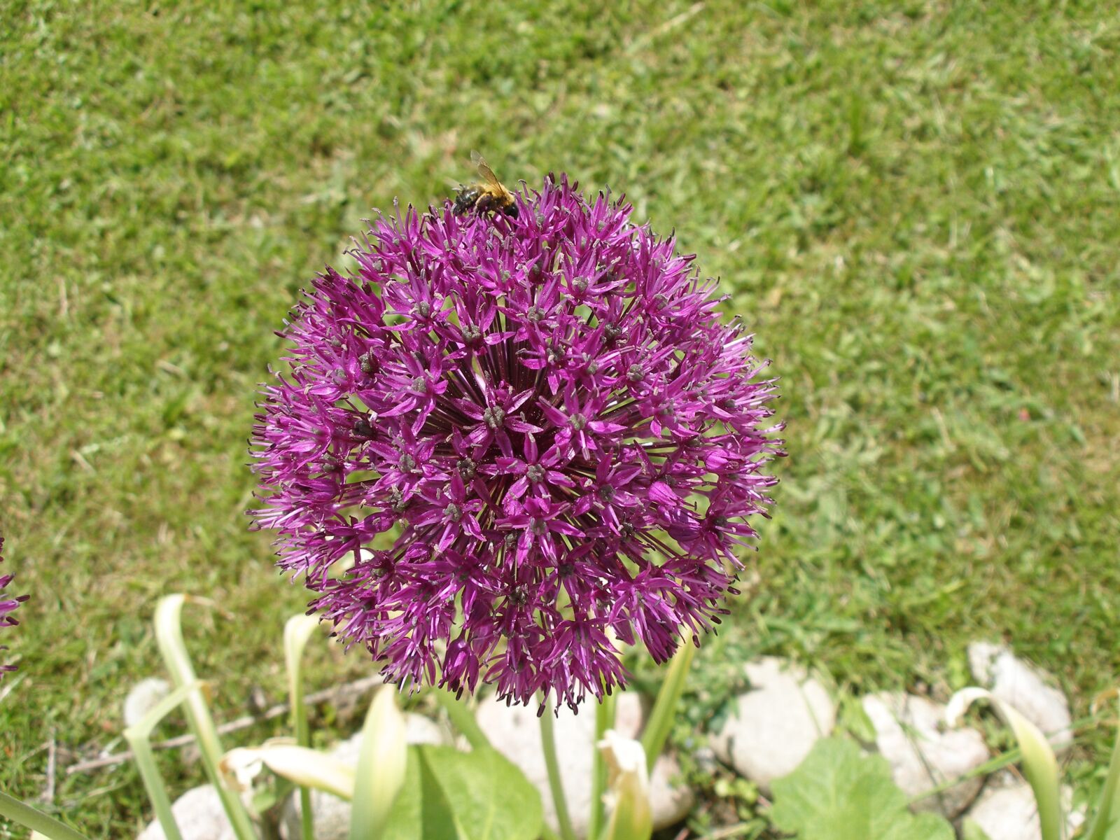 Olympus C70Z,C7000Z sample photo. Flower, botanical, flora photography