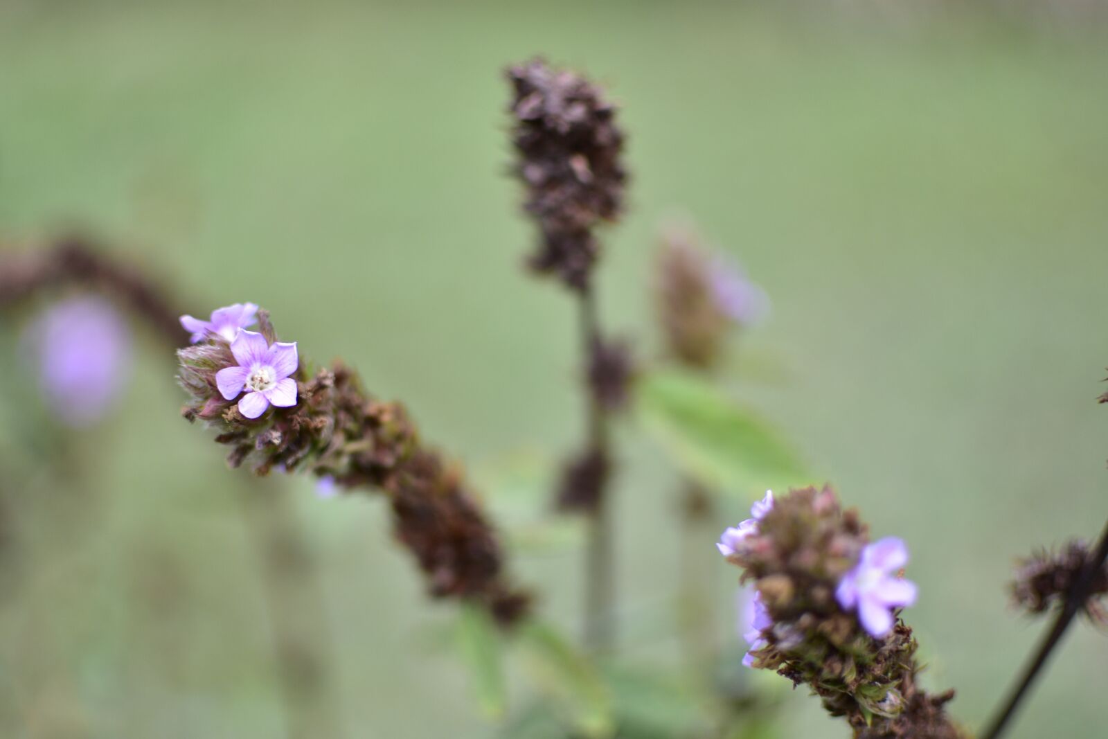 Nikon D7200 sample photo. Flor, arvore, paineira photography