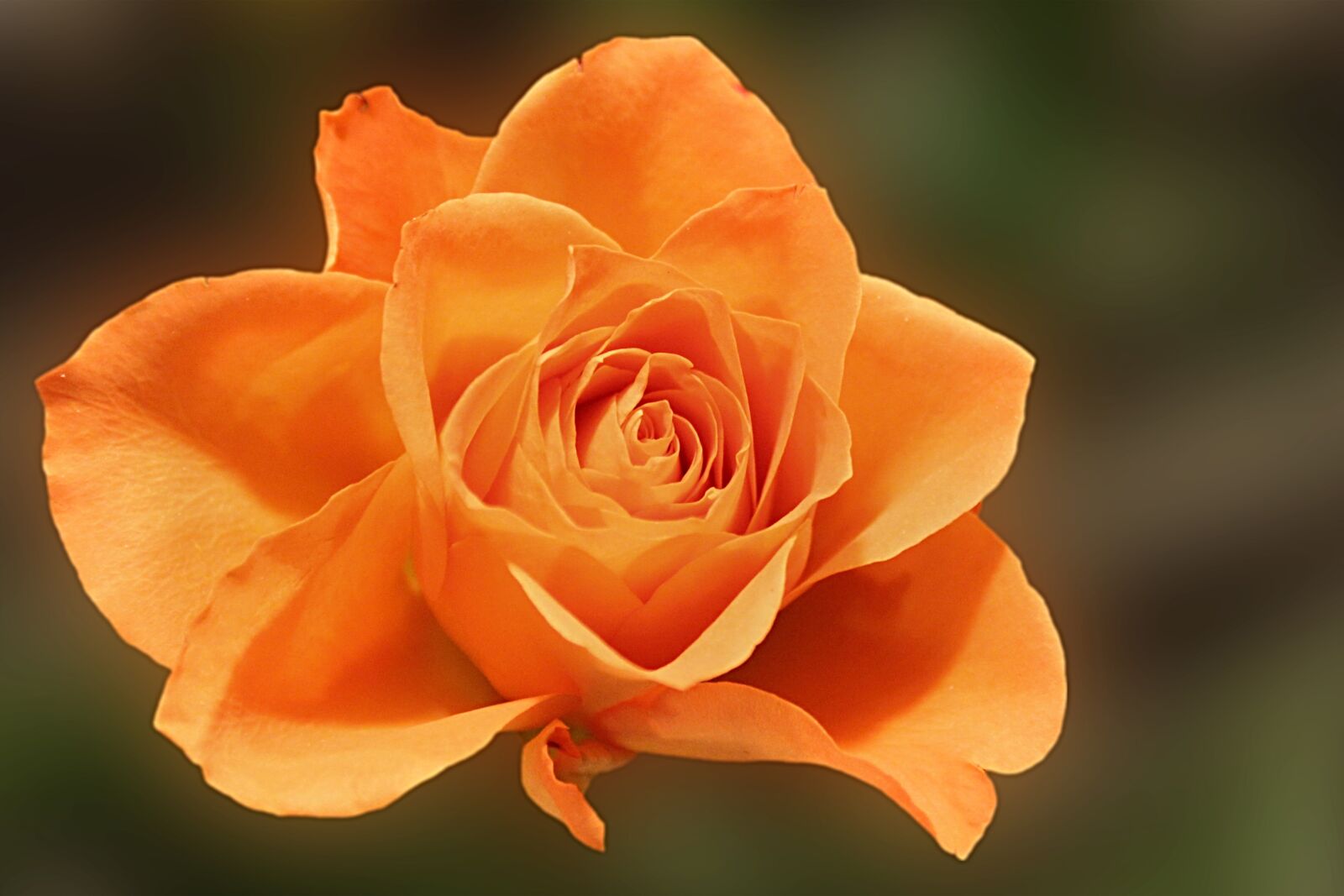 Canon EOS 600D (Rebel EOS T3i / EOS Kiss X5) sample photo. Rose, orange, blossom photography