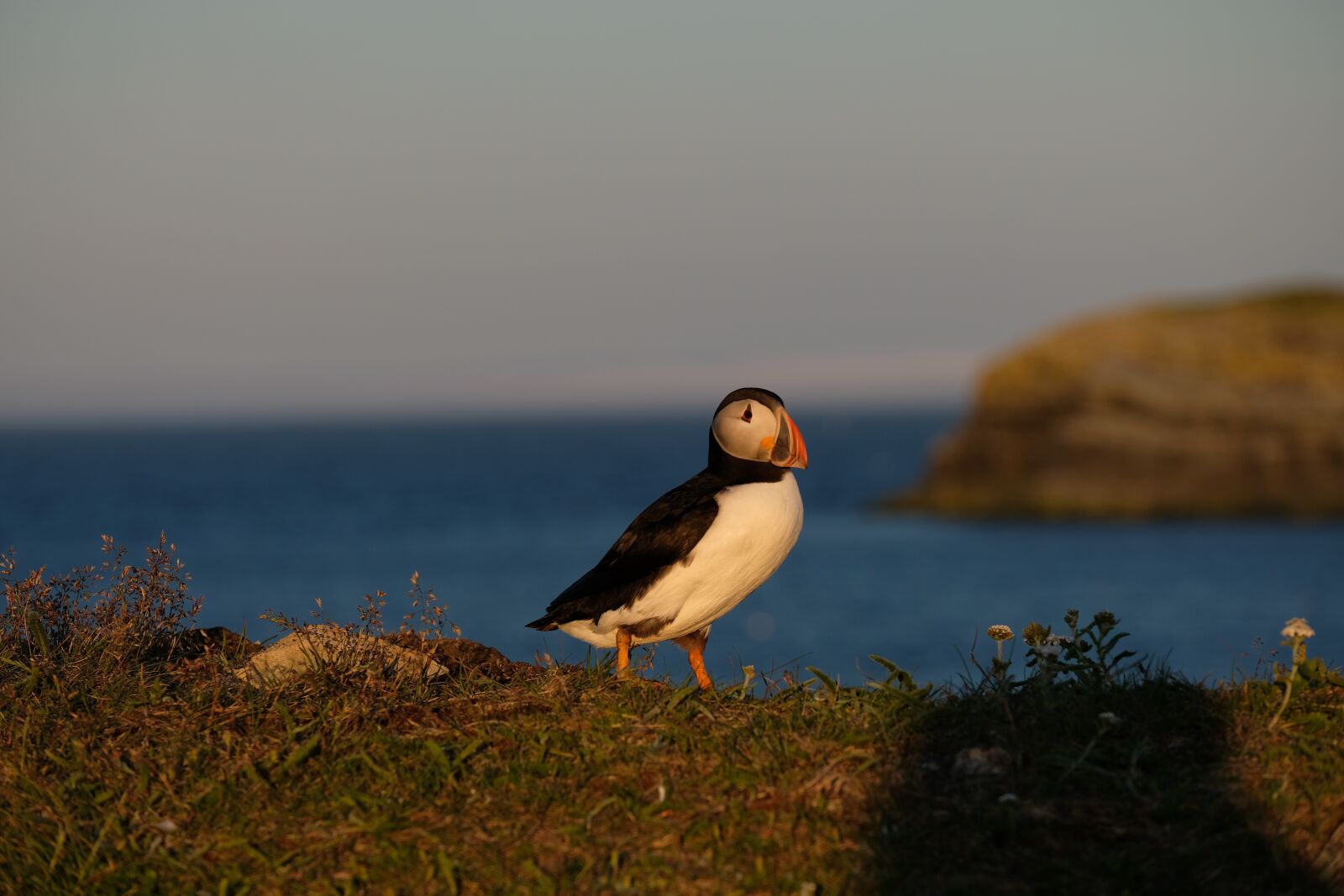 Fujifilm X-T20 sample photo. Bird, puffin, sea photography