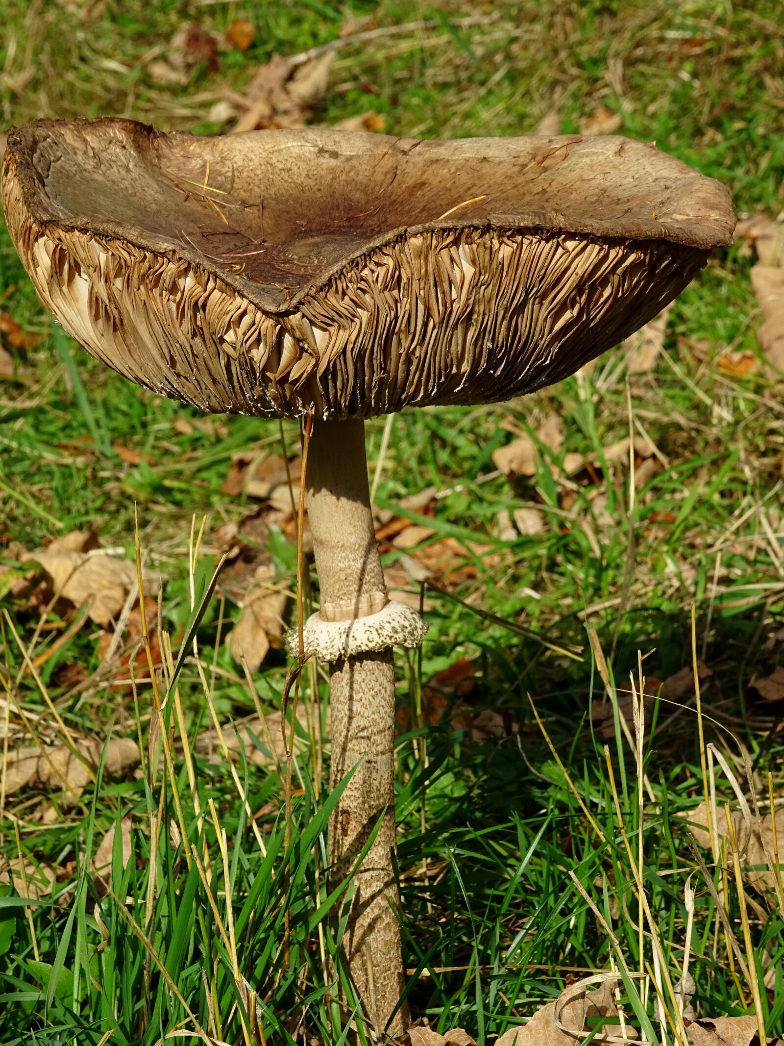 Sony DSC-HX60 sample photo. Mushroom, screen fungus, forest photography