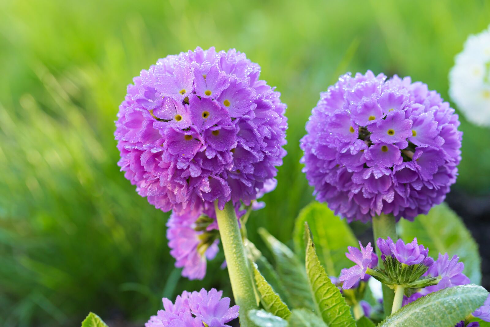 Canon EOS 6D sample photo. Flower, purple, primrose flower photography
