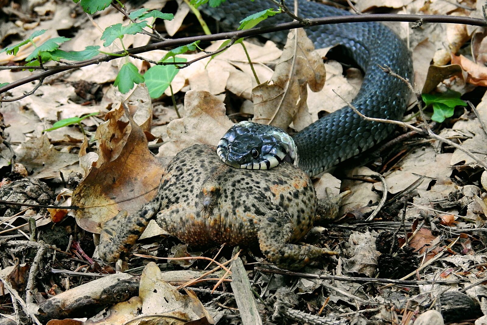 Nikon Coolpix P900 sample photo. Snake, hunting, attack photography