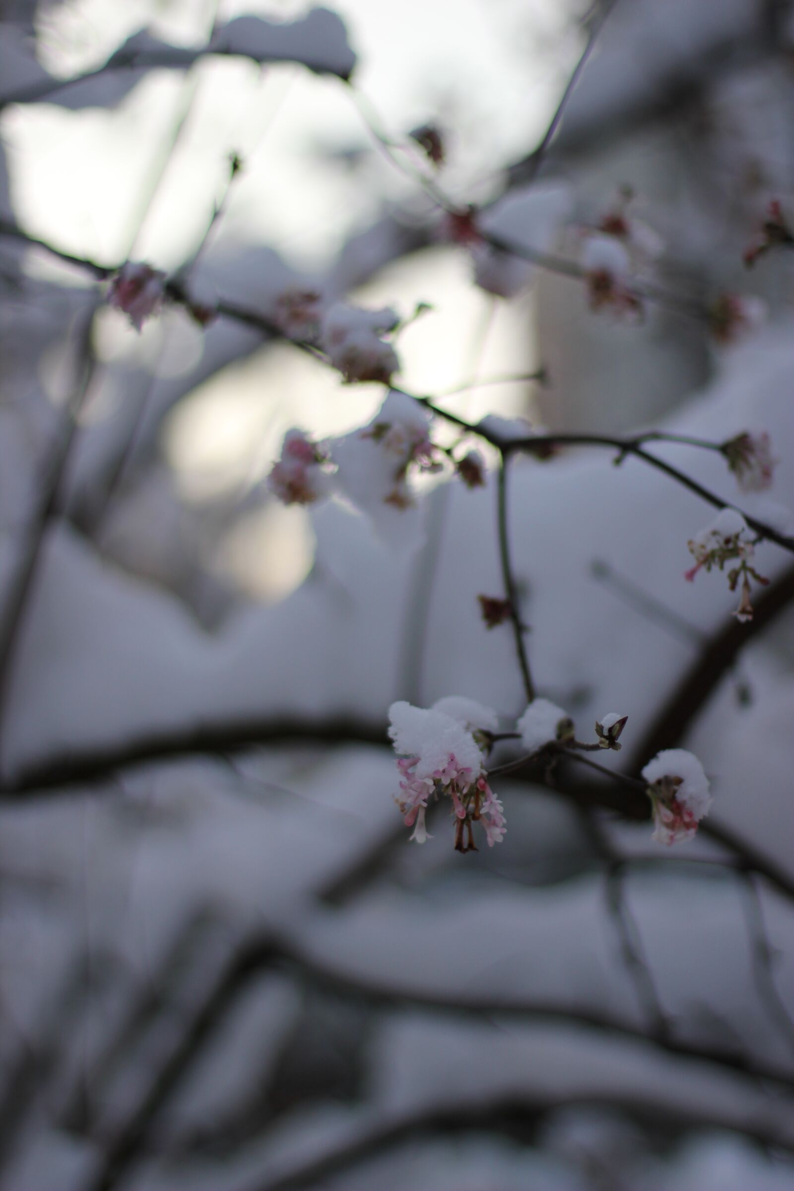 Canon EOS 550D (EOS Rebel T2i / EOS Kiss X4) sample photo. Winter, snow, aesthetic photography