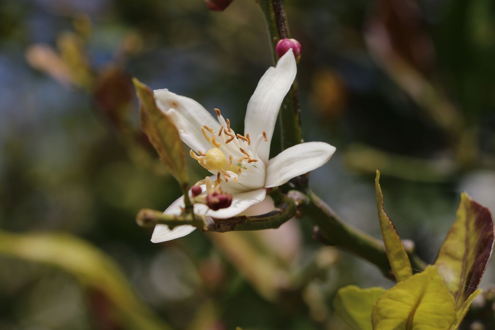 Canon EOS 70D sample photo. Flower, nature, plant photography