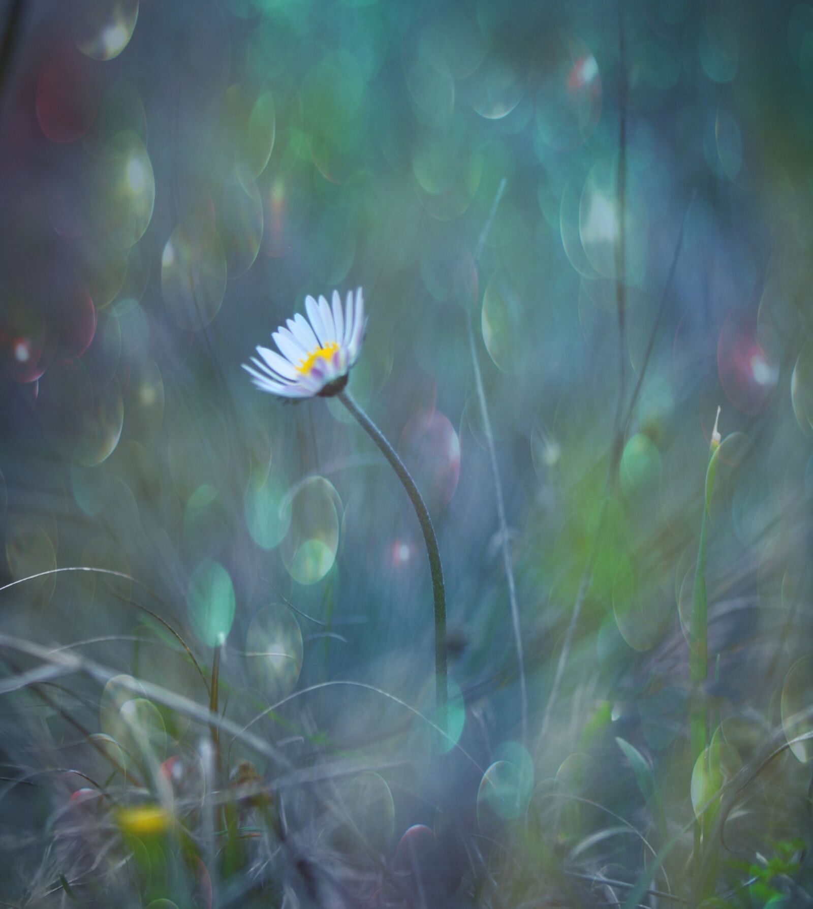 Nikon D90 sample photo. Flower, nature, spring photography