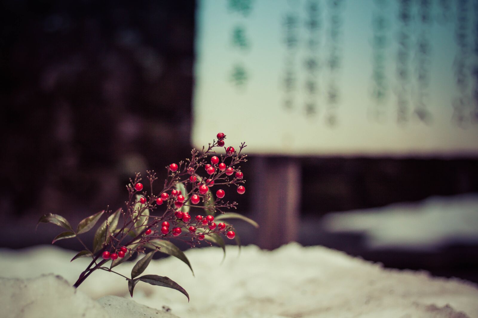 Canon EOS 50D + Canon EF 50mm F1.8 STM sample photo. Winter, nature, outdoors photography