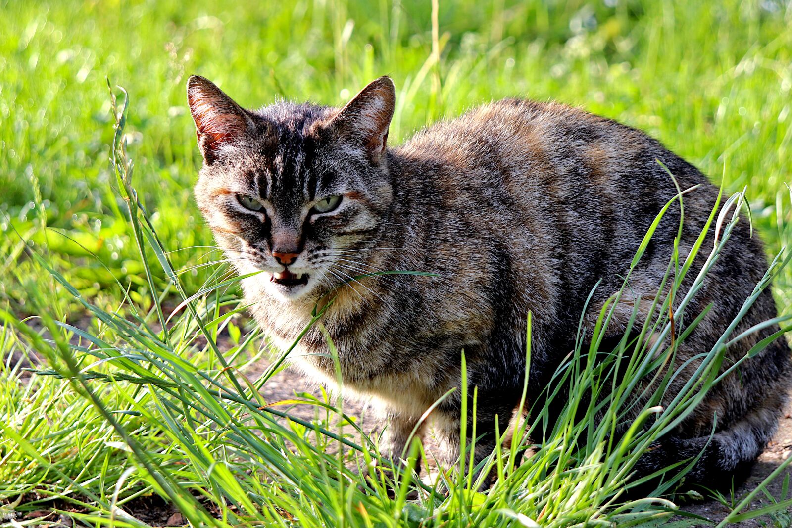 Canon EOS 800D (EOS Rebel T7i / EOS Kiss X9i) sample photo. Cat, felines, animal photography