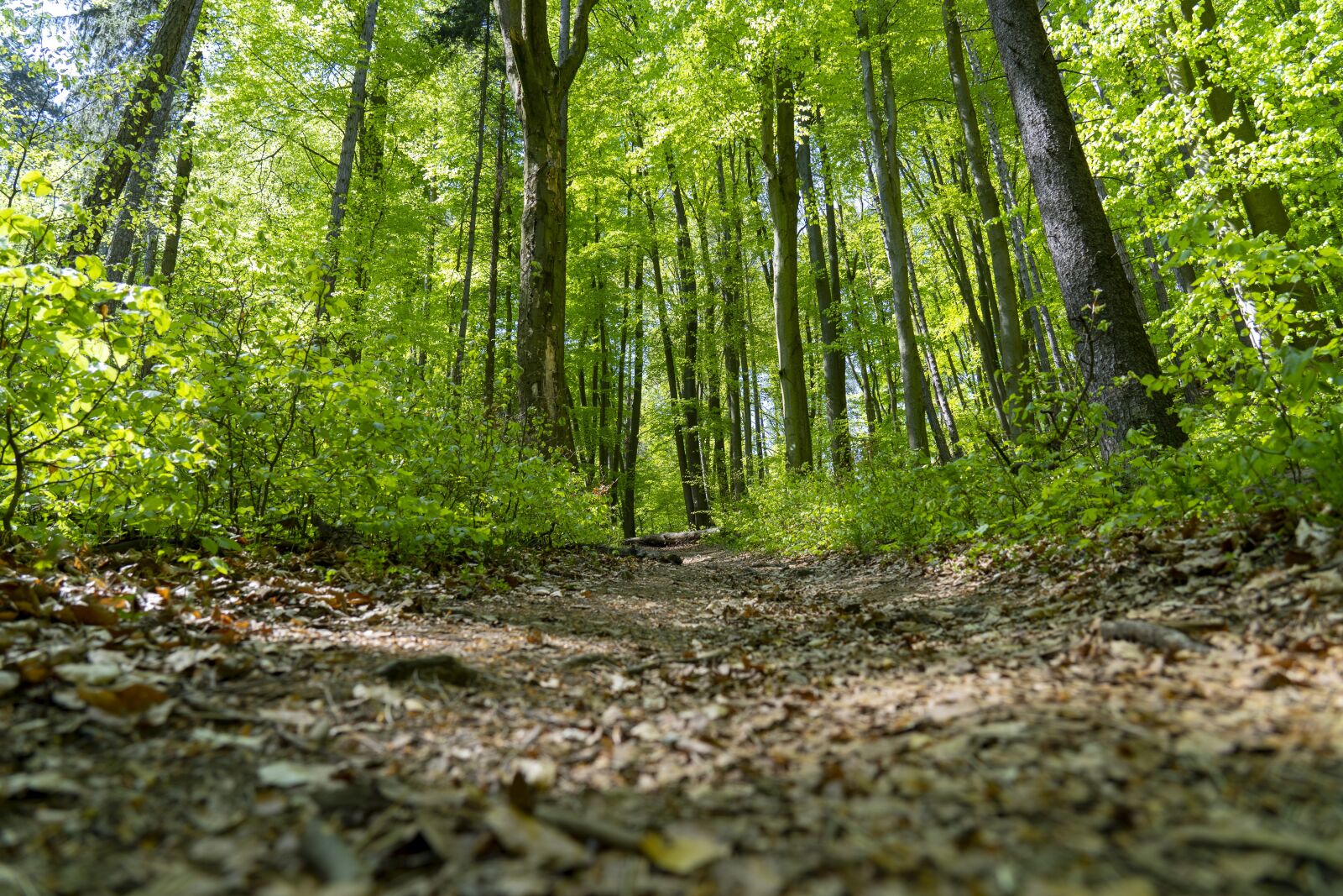 Sony FE 24-105mm F4 G OSS sample photo. Trees, forest, nature photography