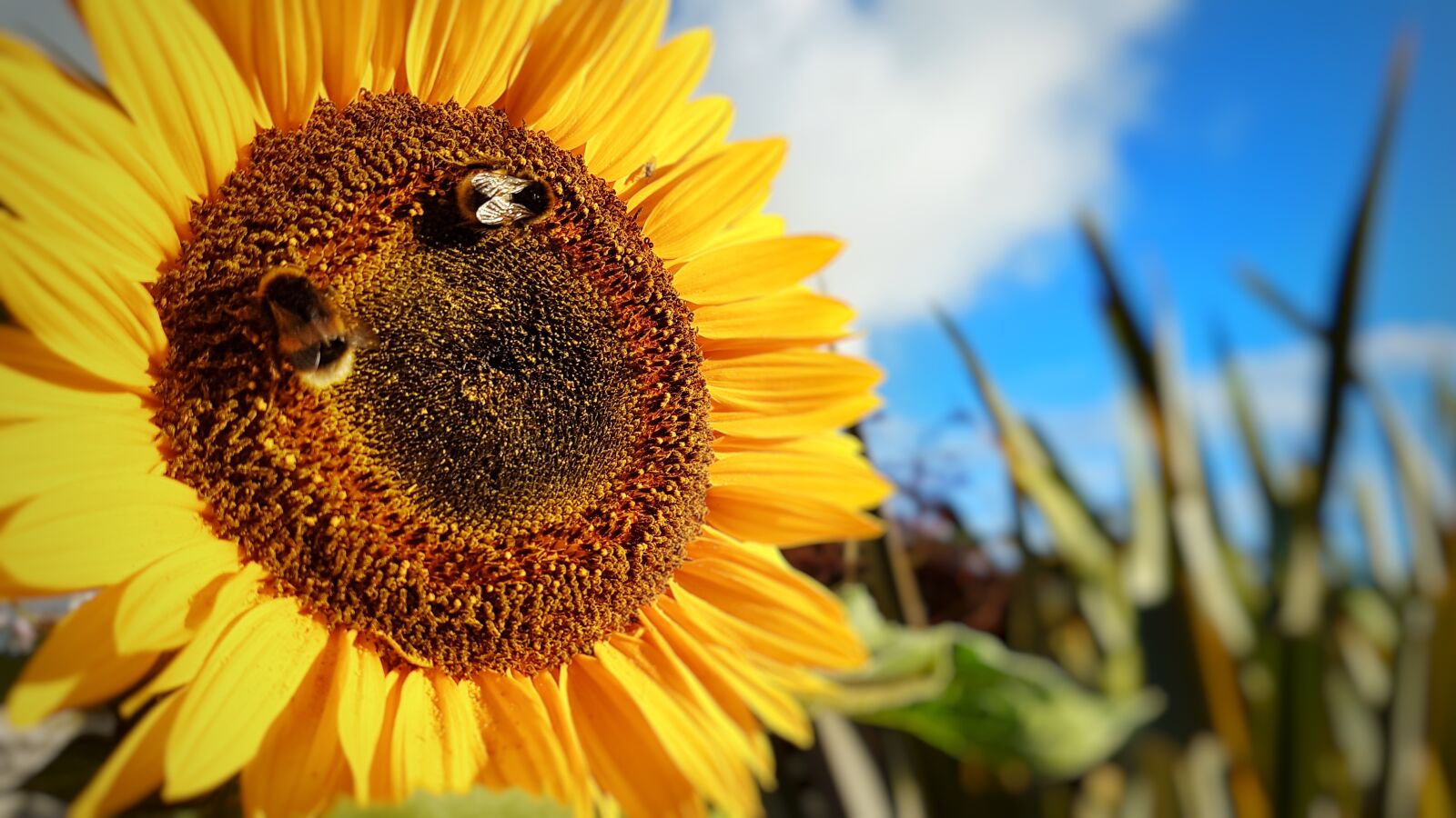 Samsung SM-G930F sample photo. Sunflower, bees, insect photography