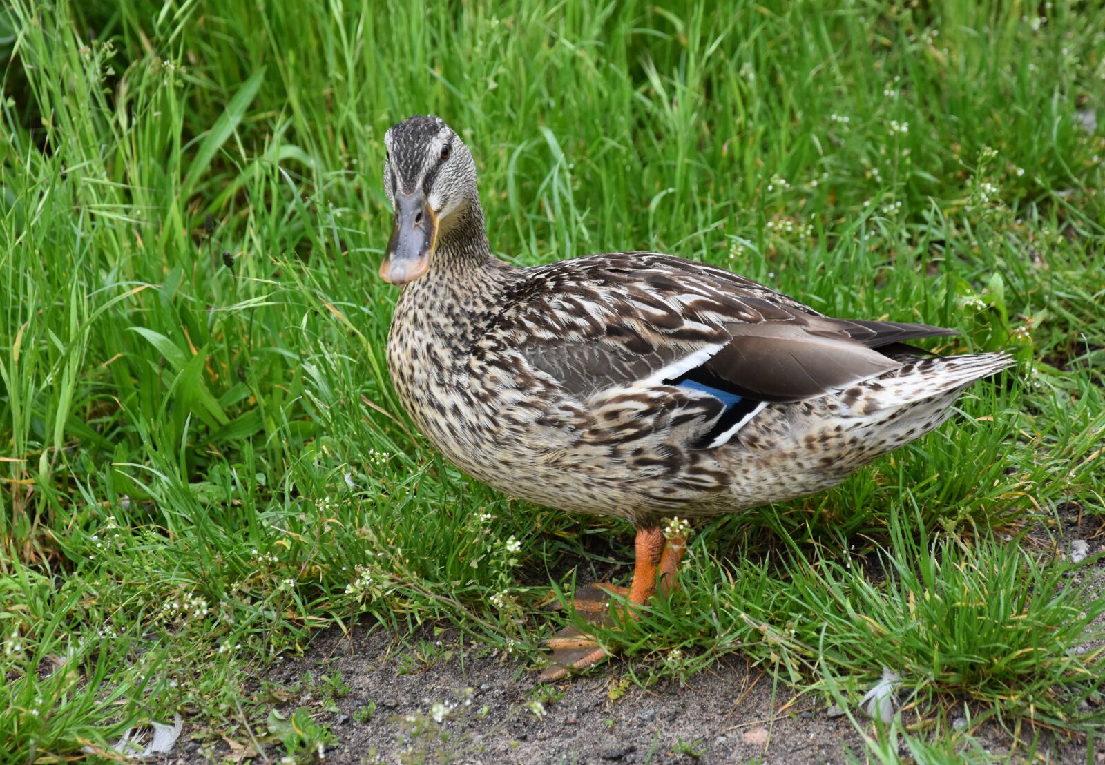 Nikon D7200 sample photo. Duck, water, bird photography