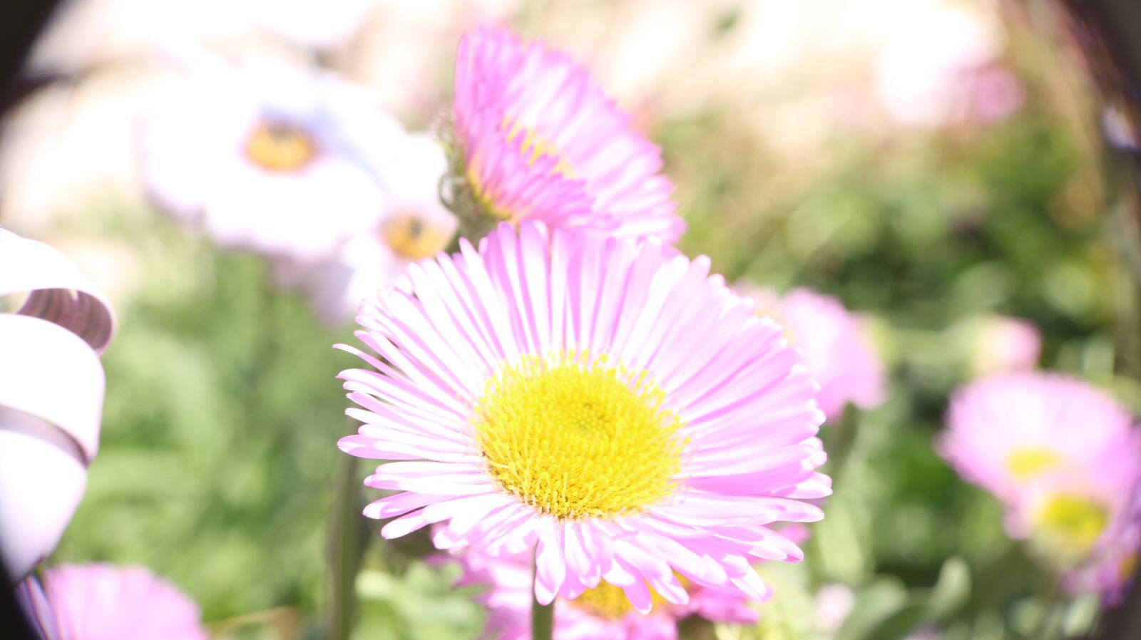 Canon EOS 750D (EOS Rebel T6i / EOS Kiss X8i) sample photo. Flower, garden, nature photography