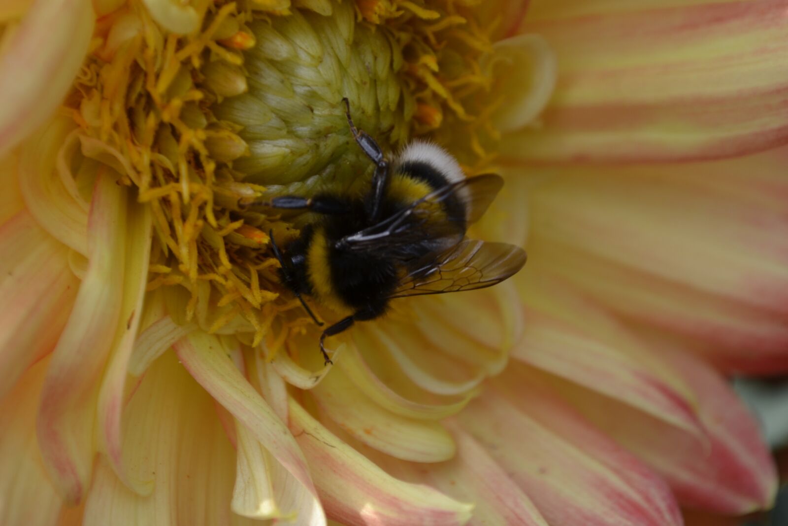 Nikon D3100 sample photo. Nature, flower, plant photography