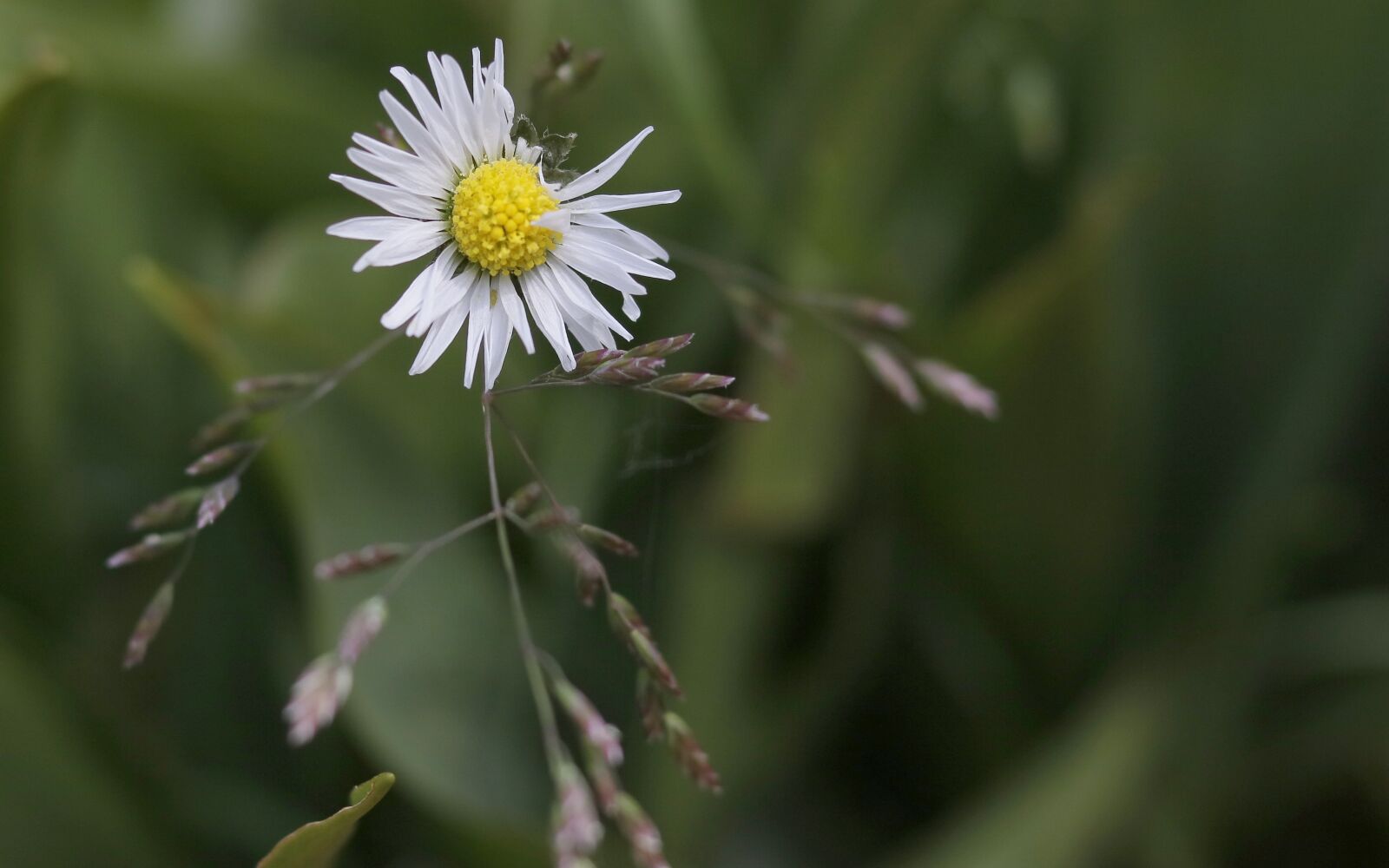 Canon EOS 750D (EOS Rebel T6i / EOS Kiss X8i) sample photo. Flower, garden, nature photography