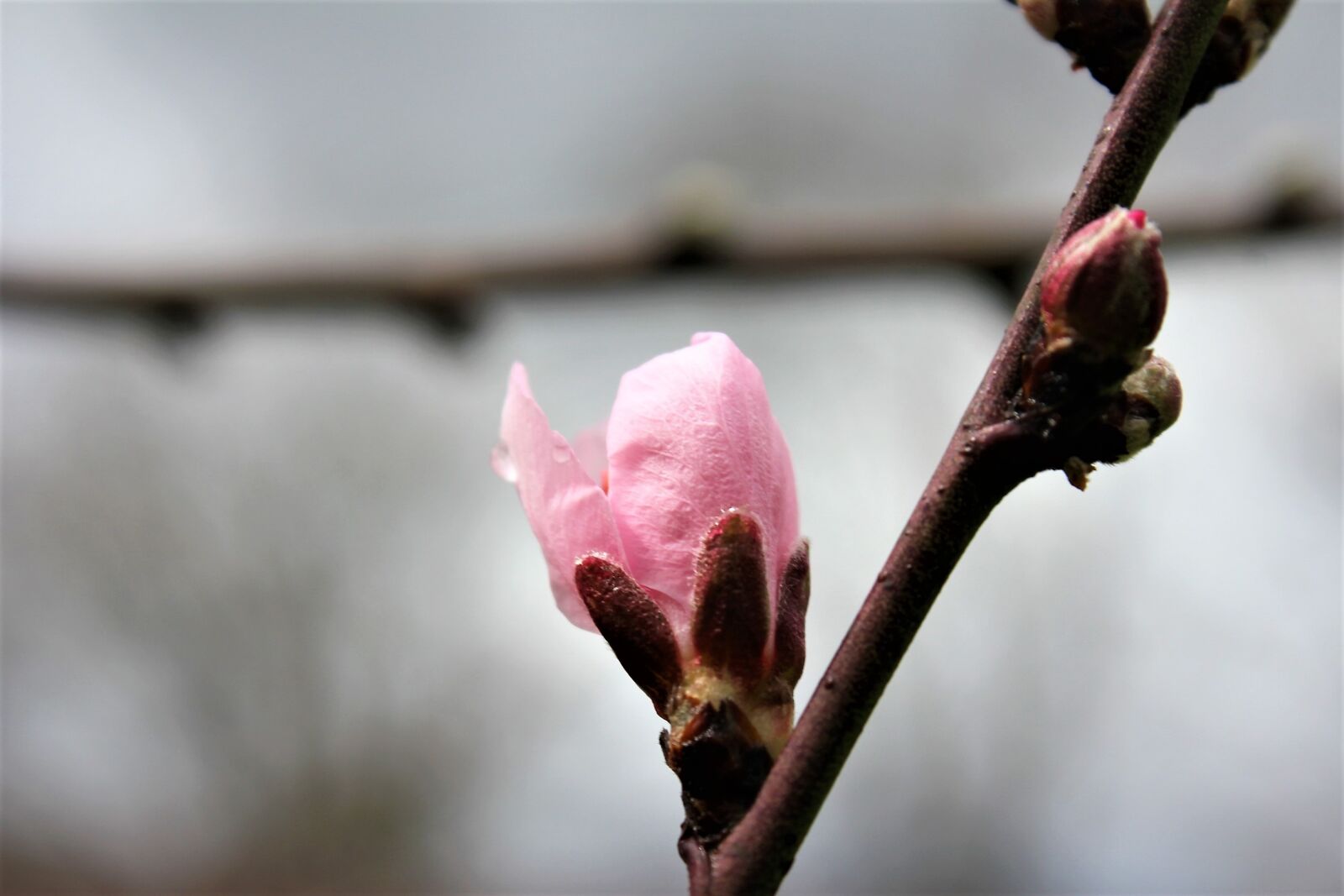 Canon EOS 550D (EOS Rebel T2i / EOS Kiss X4) sample photo. Branch, flower, nature photography