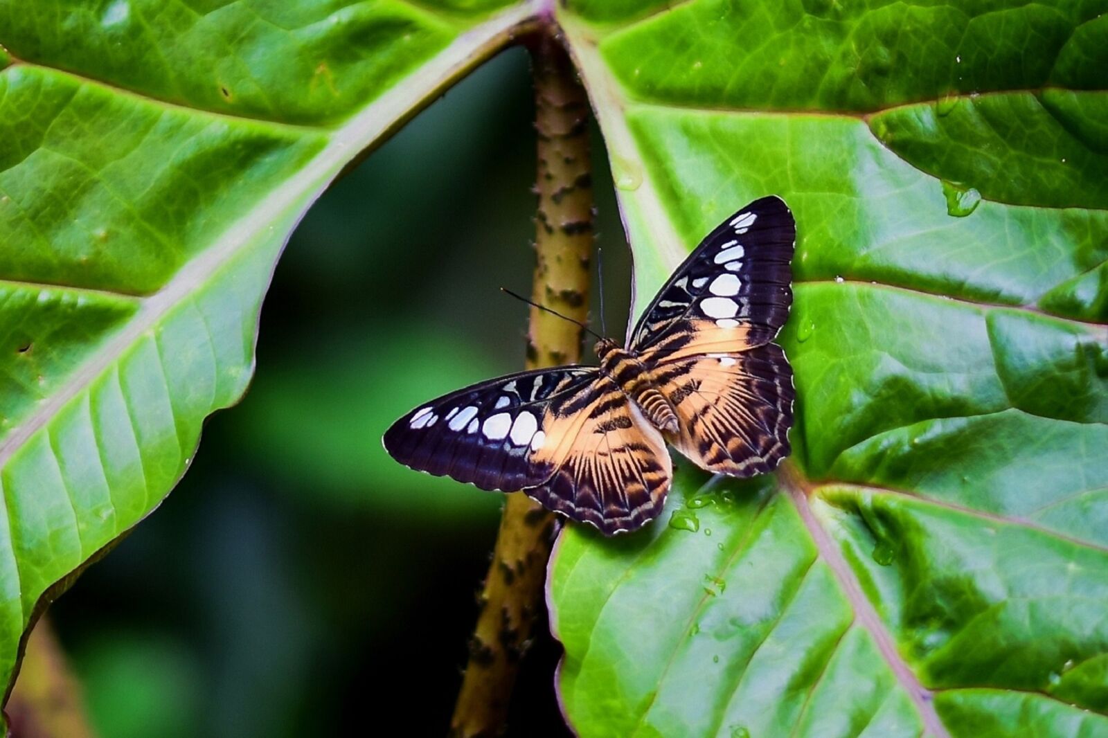 Nikon D5500 sample photo. Butterfly, insect, nature photography