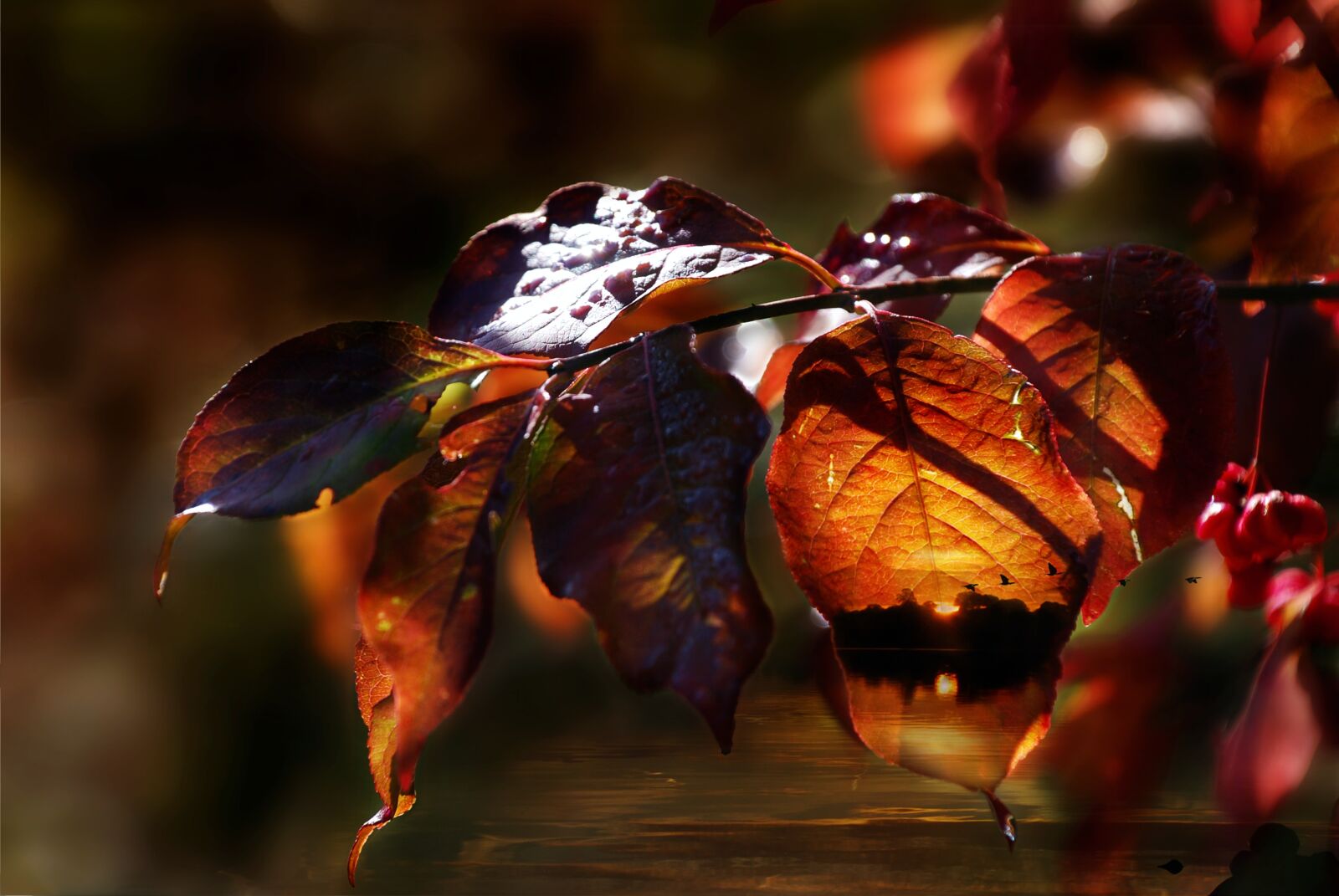 Nikon D80 sample photo. Leaves, tree, autumn photography