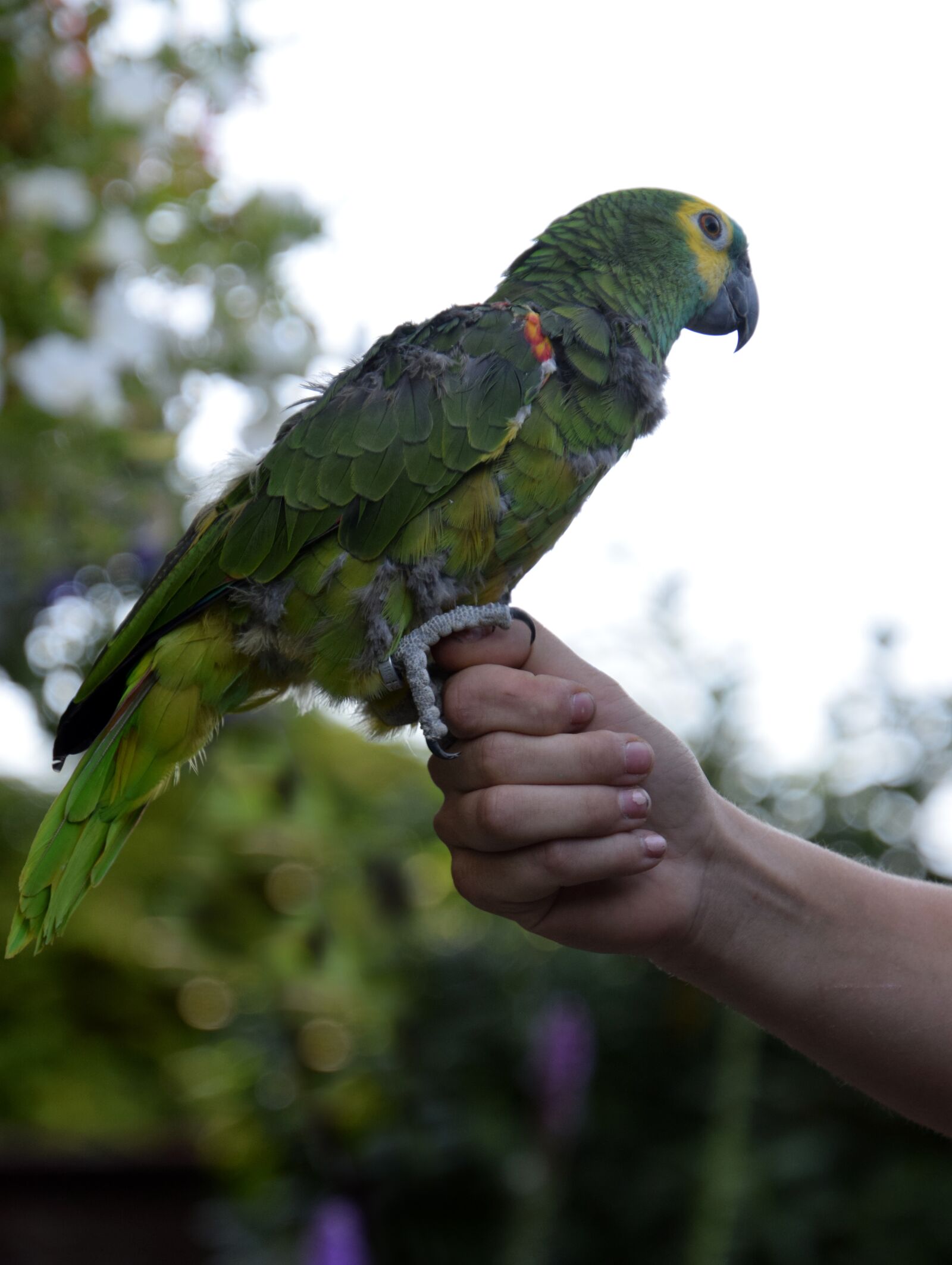 Nikon D3300 sample photo. Bird, parrot, hand photography