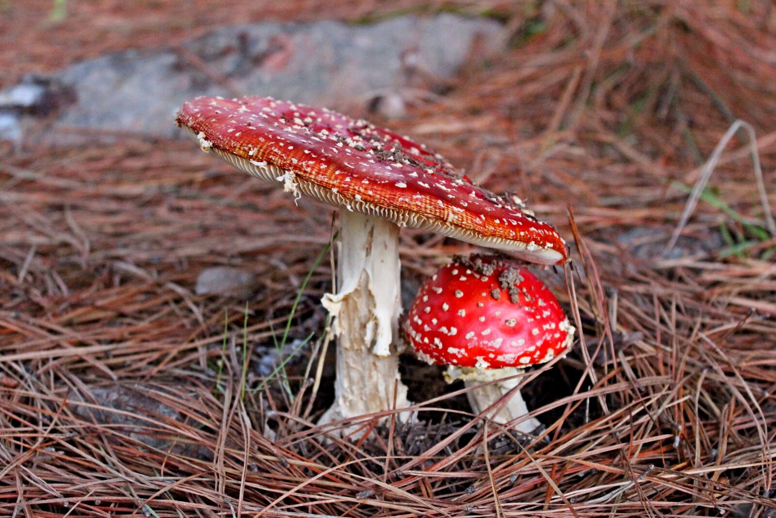 Canon EOS 1200D (EOS Rebel T5 / EOS Kiss X70 / EOS Hi) sample photo. Autumn, bark, boletus, brown photography