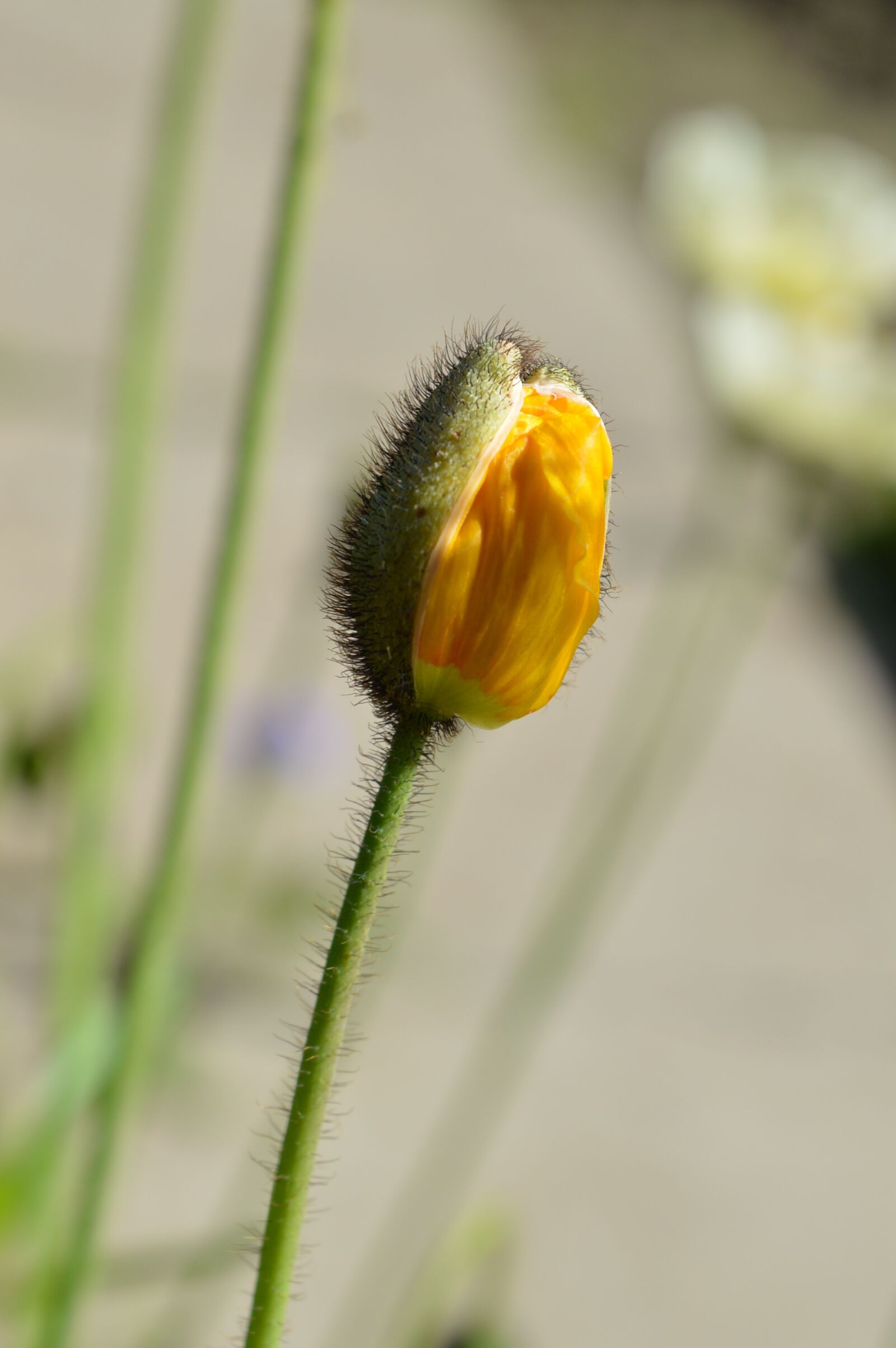 Nikon D3200 sample photo. Poppy garden, golostebelny, siberian photography