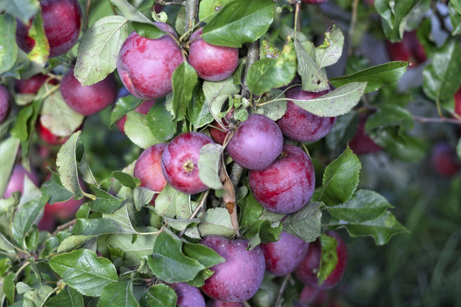 Nikon D7200 sample photo. Apple, fruit, red photography
