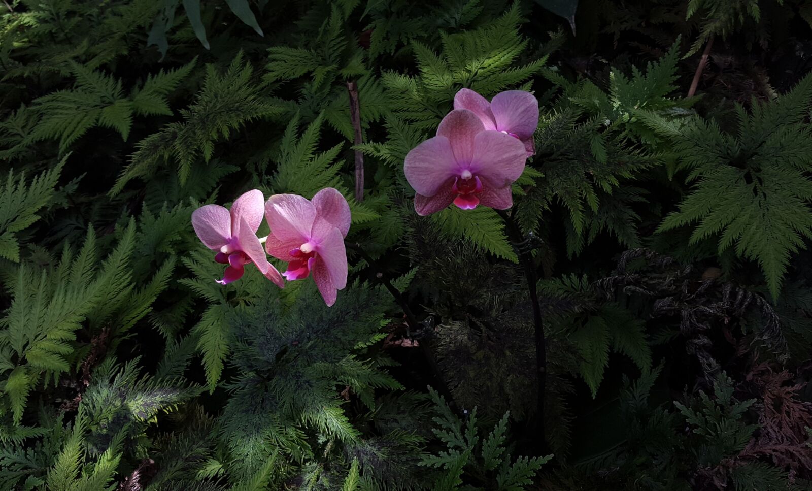 Samsung Galaxy S6 sample photo. Cattleya orchids, pink, white photography