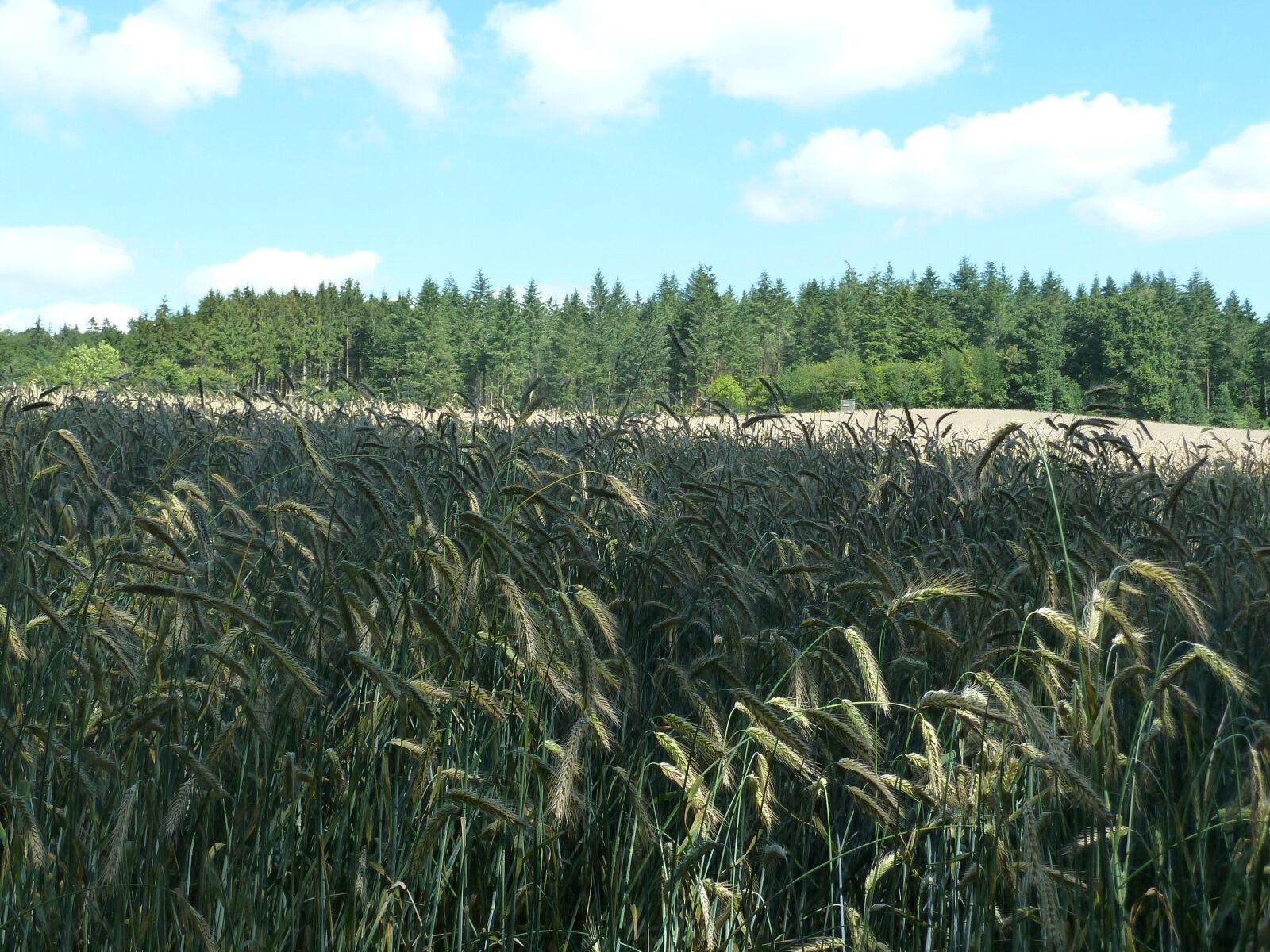 Panasonic Lumix DMC-ZS5 (Lumix DMC-TZ8) sample photo. Rye, cereals, arable photography